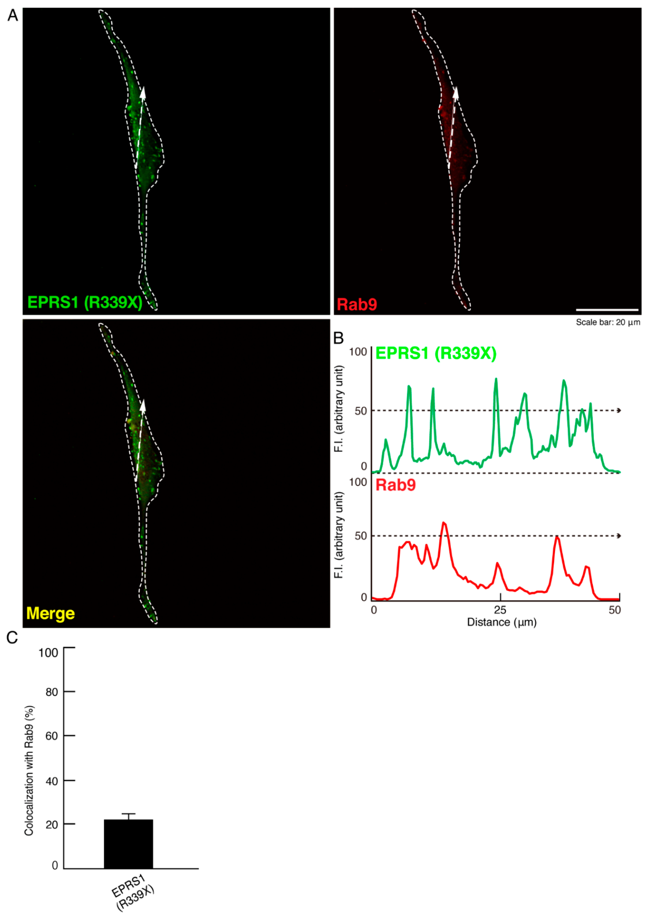 Polymers 13 01074 g006