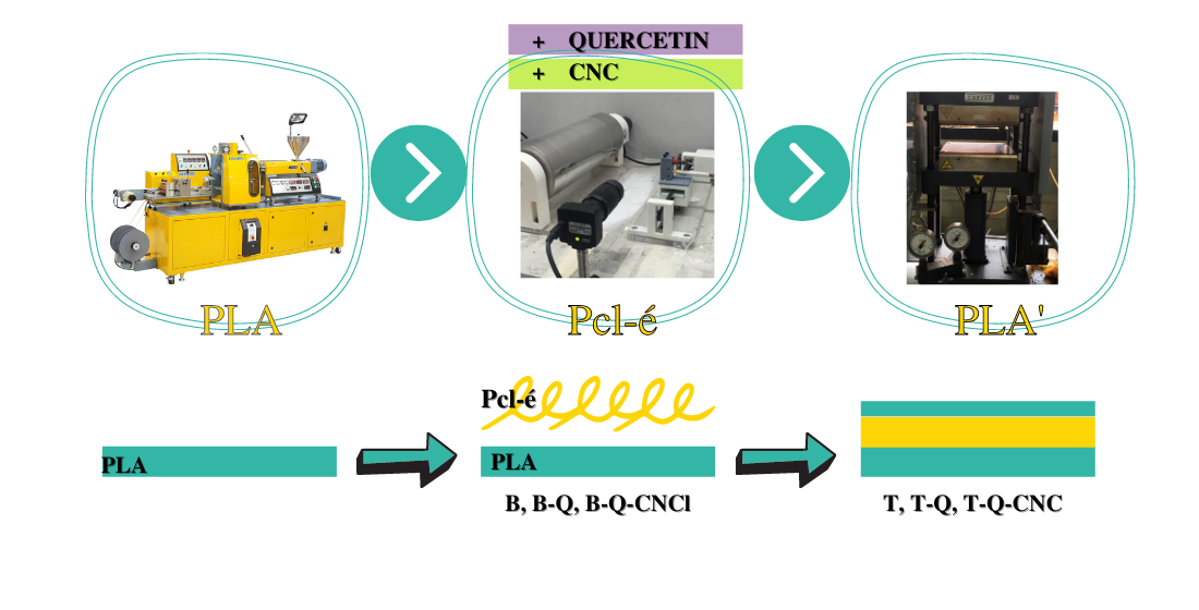 Polymers Free Full Text Designing Biodegradable And Active Multilayer System By Assembling An Electrospun Polycaprolactone Mat Containing Quercetin And Nanocellulose Between Polylactic Acid Films Html