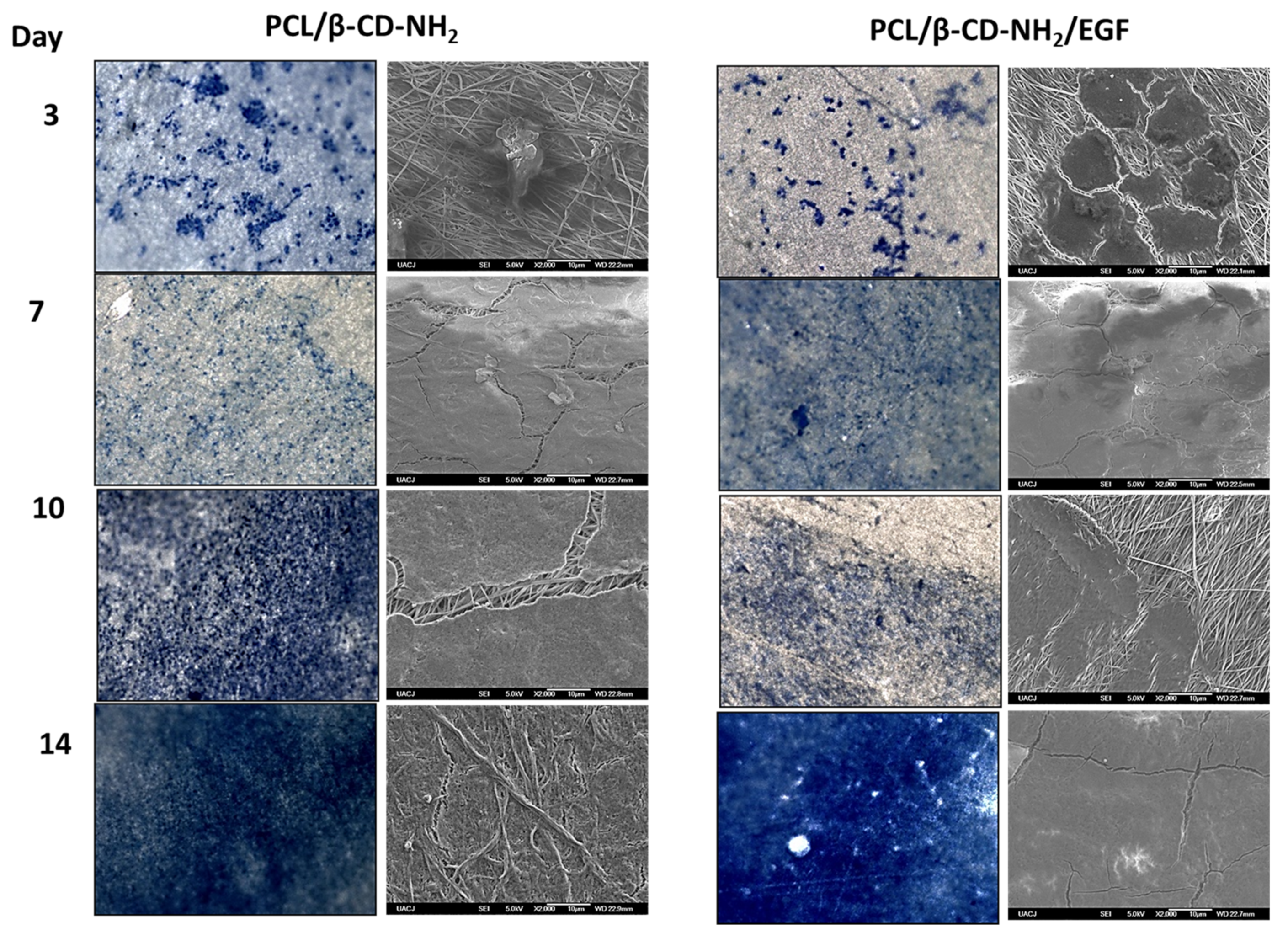 Polymers 13 01303 g007