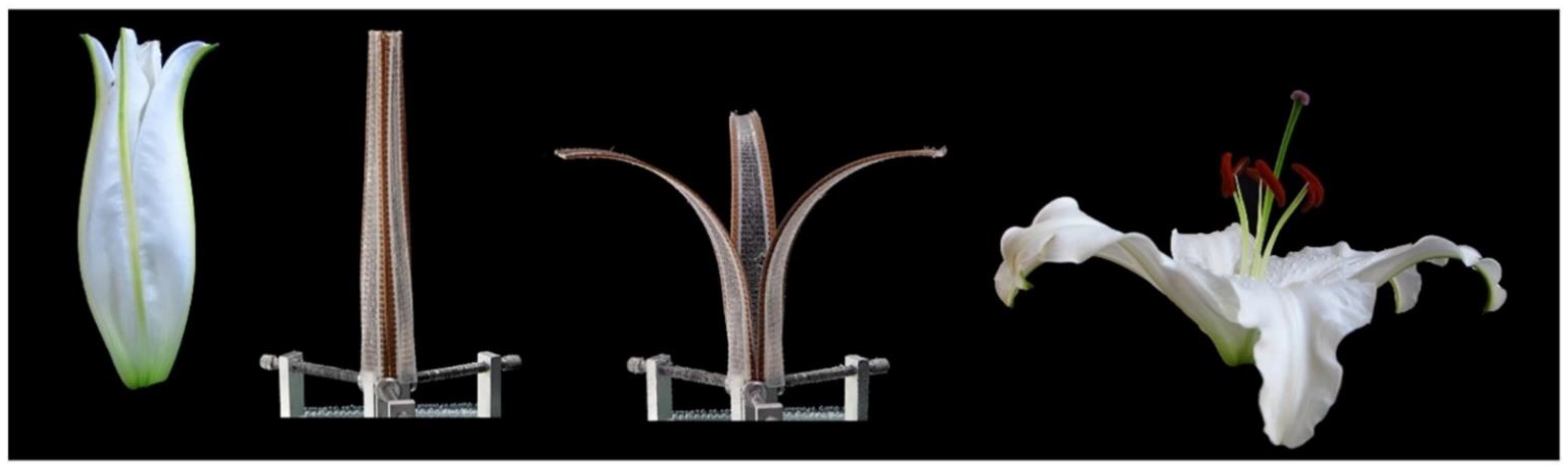 Polymers 13 01326 g010 Polymers 13 01326 g010