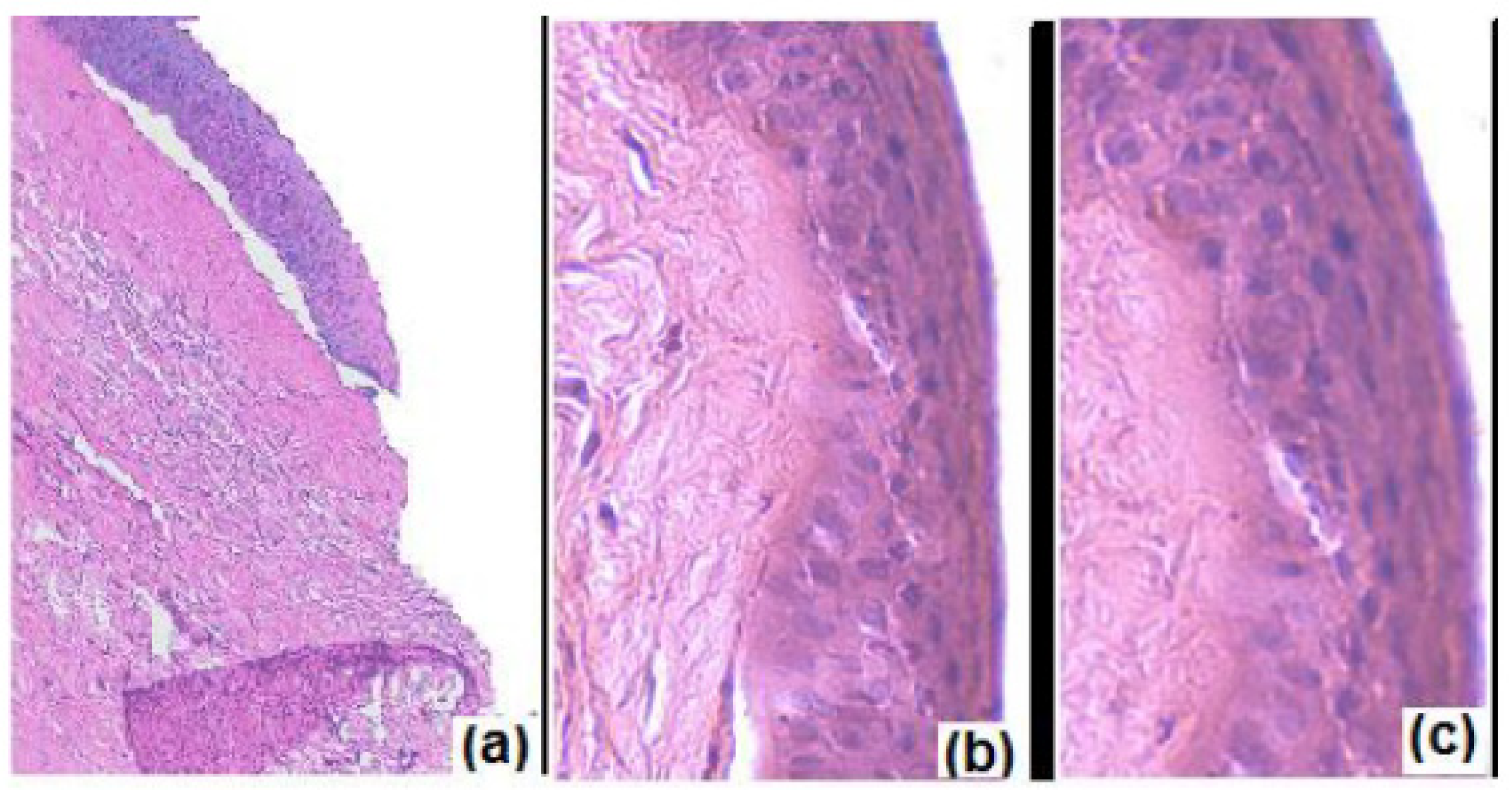 Polymers 13 01340 g005 Polymers 13 01340 g005