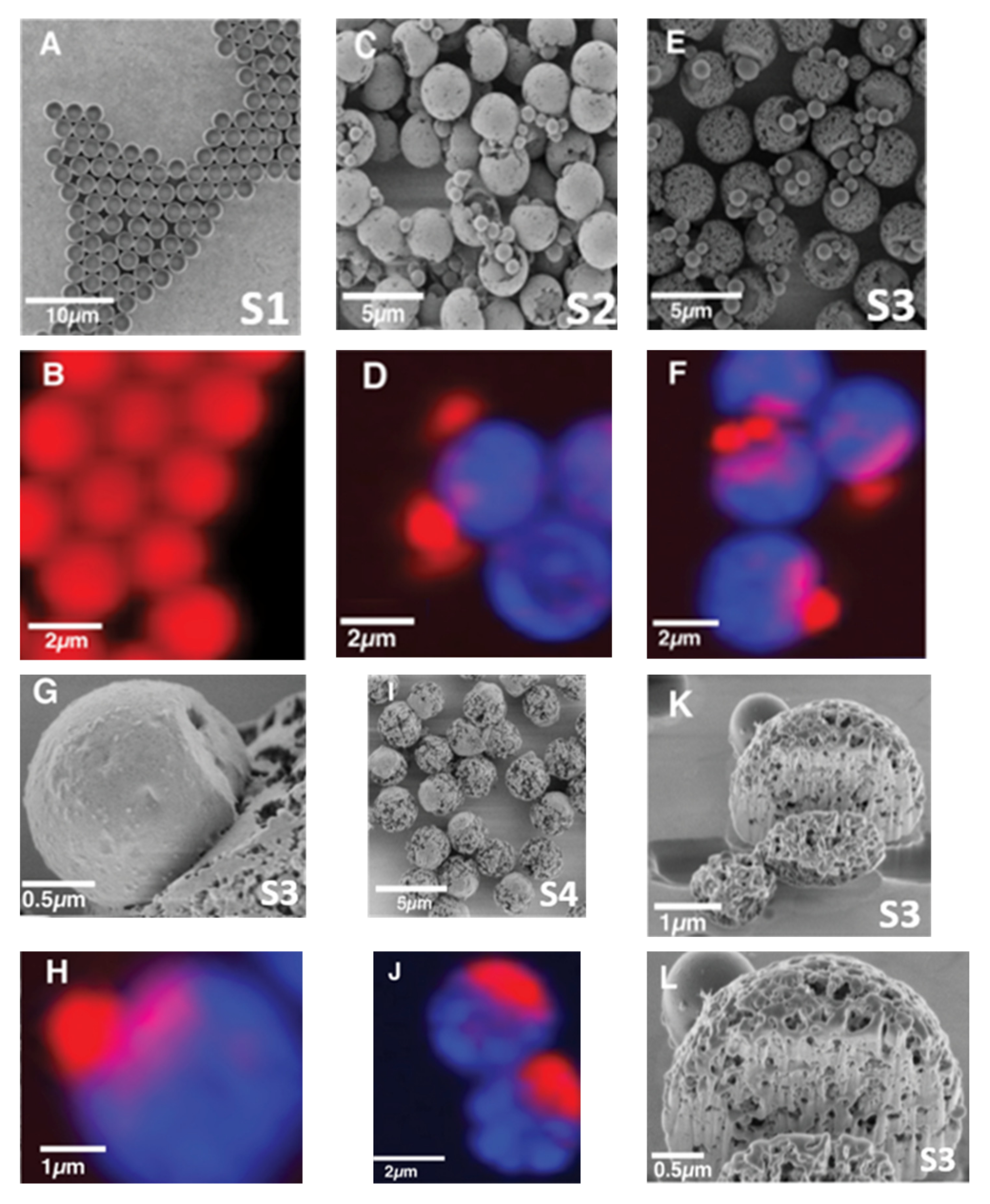 Polymers Free Full Text Chemical Imaging Of Single Anisotropic Polystyrene Poly Methacrylate Microspheres With Complex Hierarchical Architecture Html