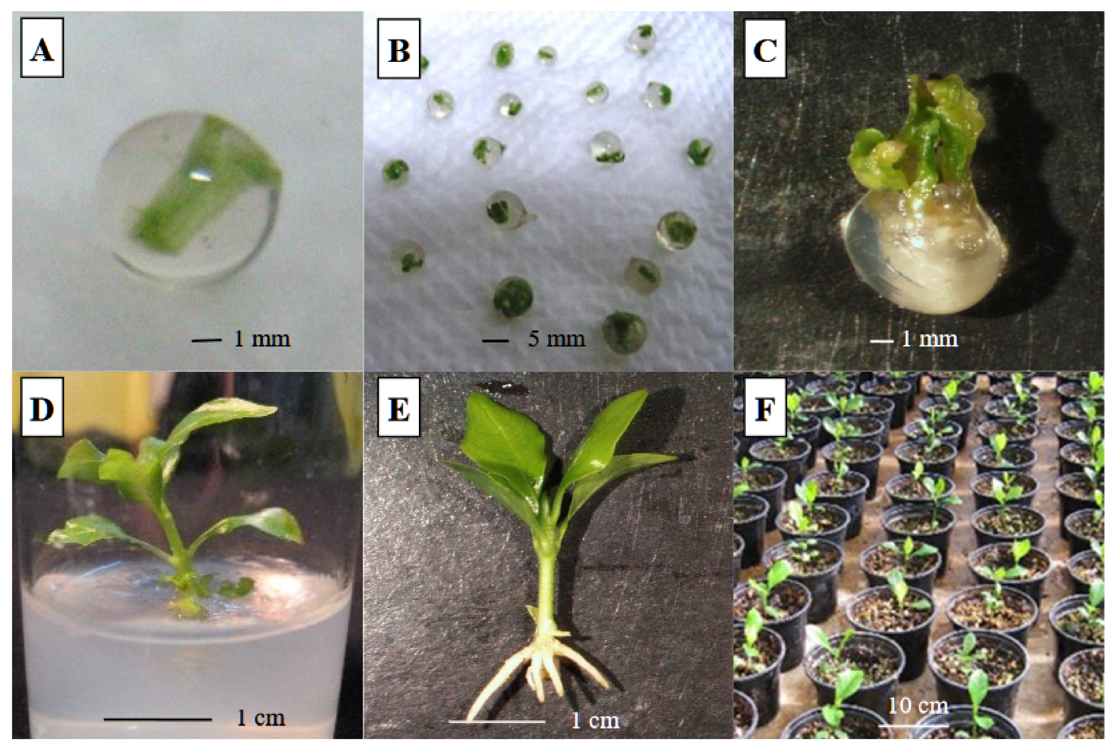 Polymers 13 01666 g002 Polymers 13 01666 g002
