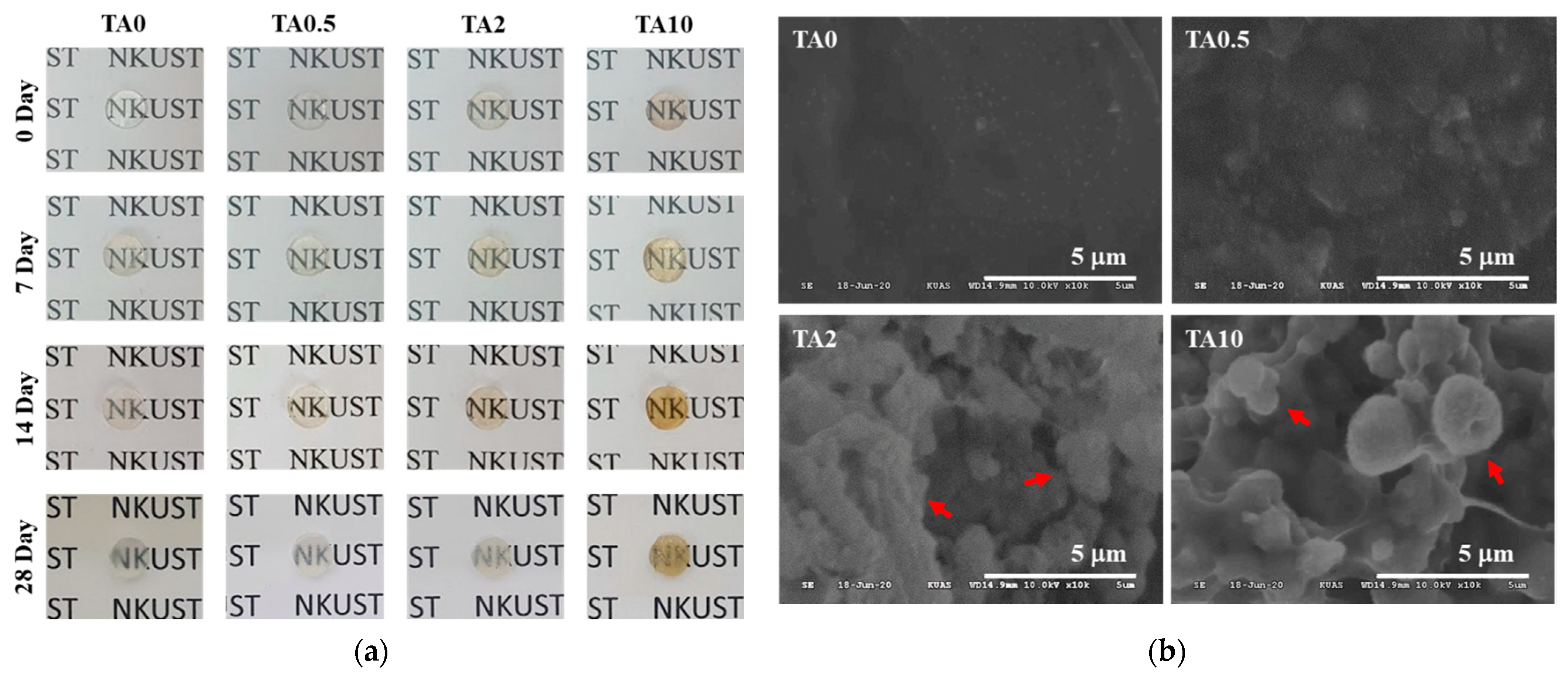 Polymers 13 01697 g005 Polymers 13 01697 g005