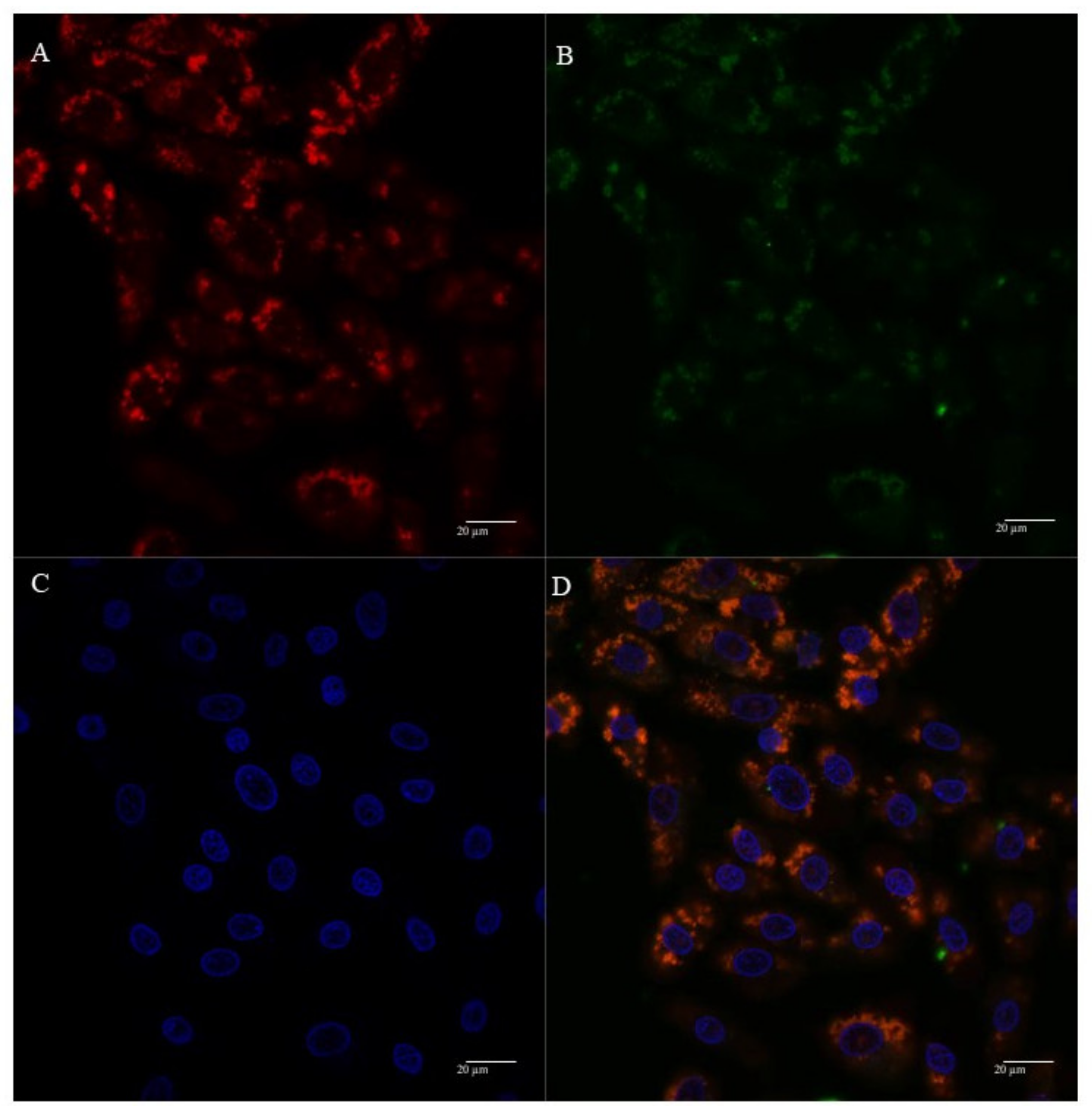 Polymers 13 01836 g008 Polymers 13 01836 g008