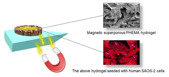 Polymers | Free Full-Text | Magnetic Superporous Poly(2-hydroxyethyl  methacrylate) Hydrogel Scaffolds for Bone Tissue Engineering