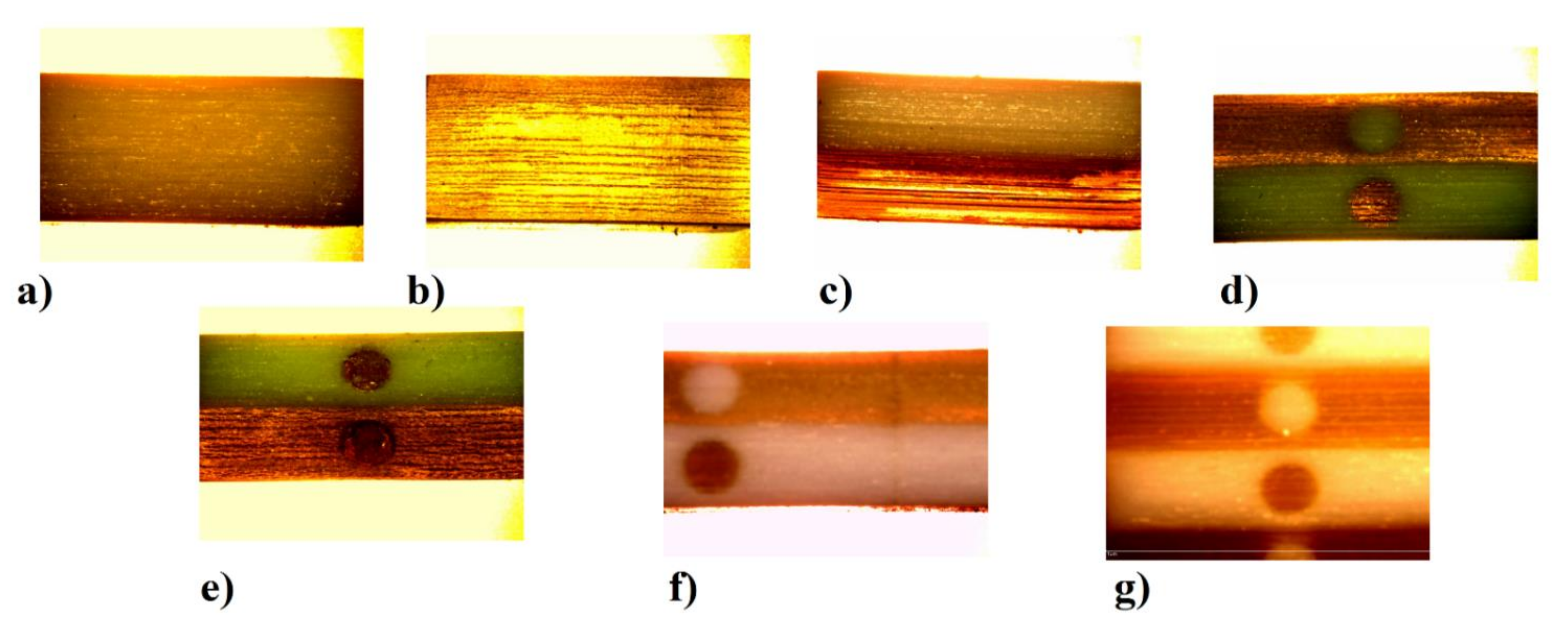 Polymers 13 01895 g010