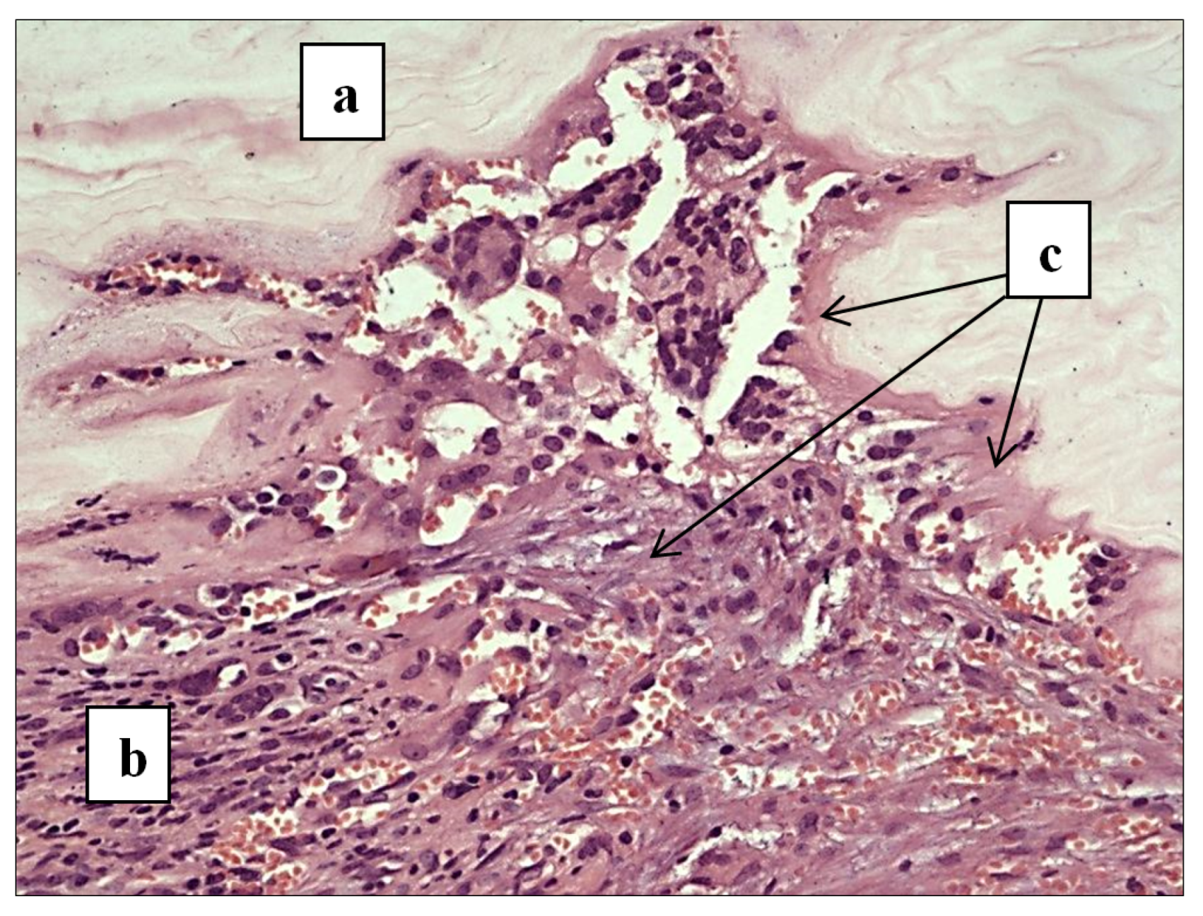 Polymers 13 02118 g005