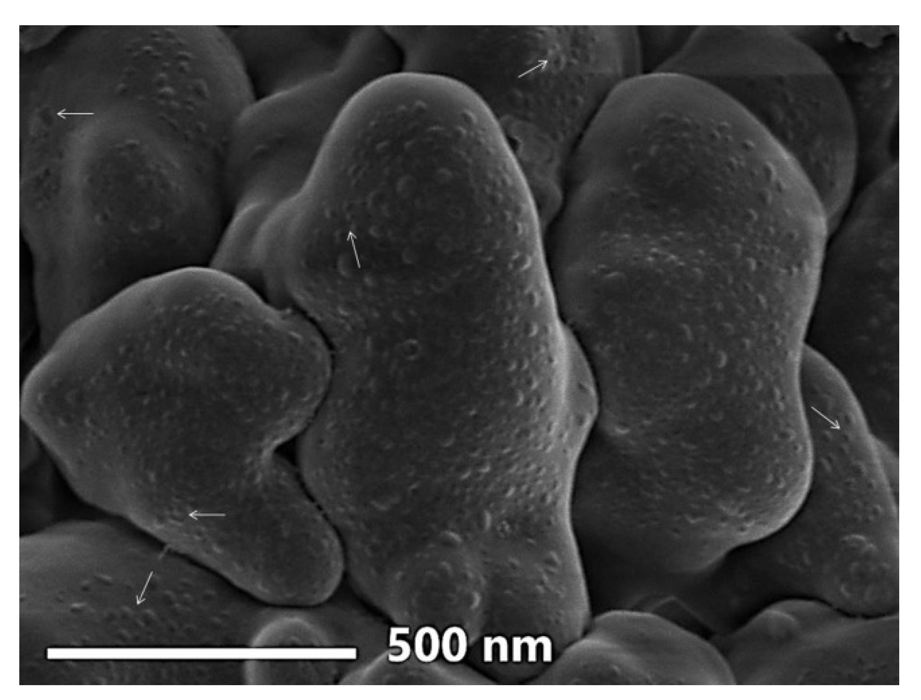 Polymers 13 02481 g004