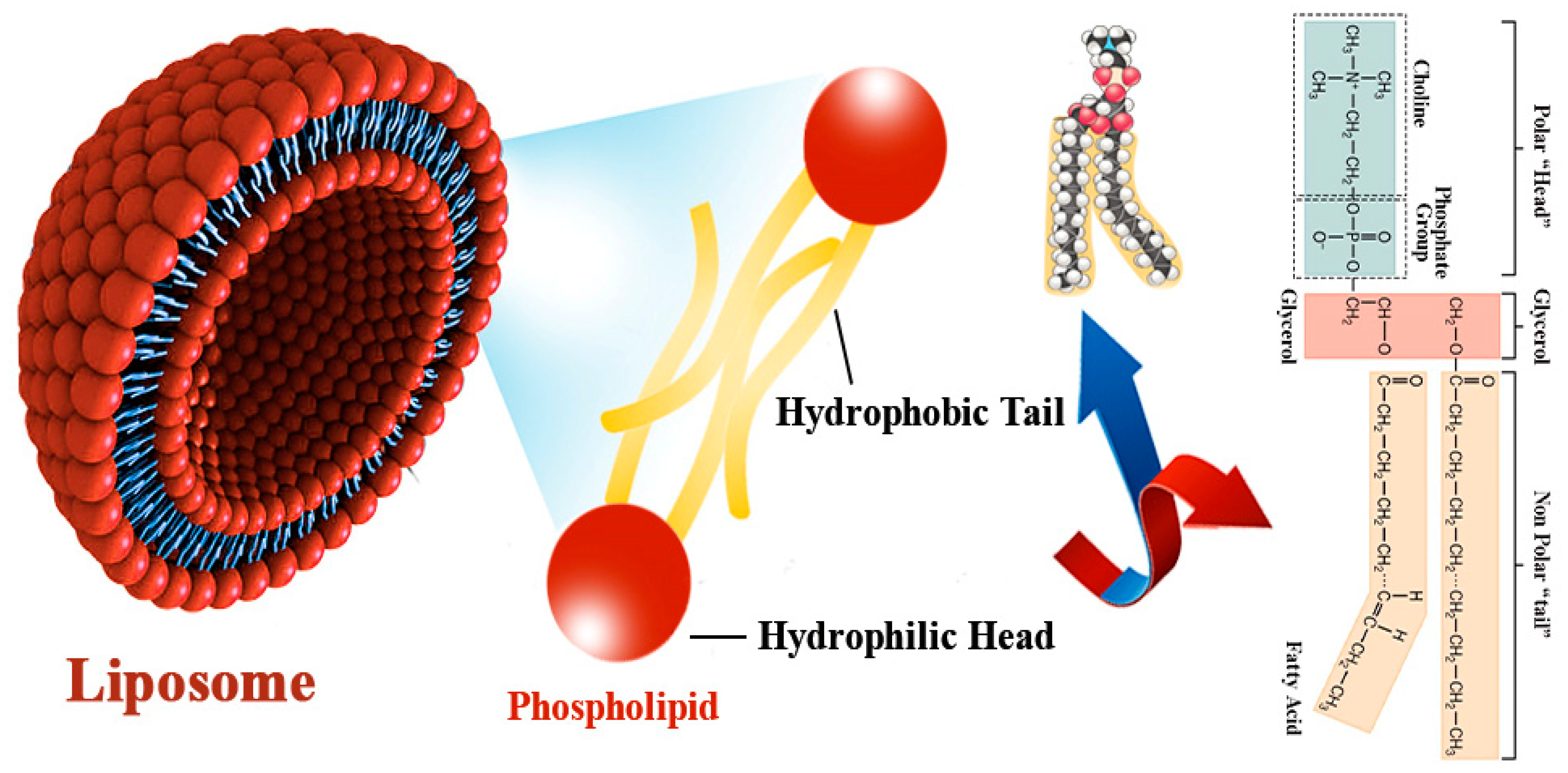 Polymers 13 02529 g002