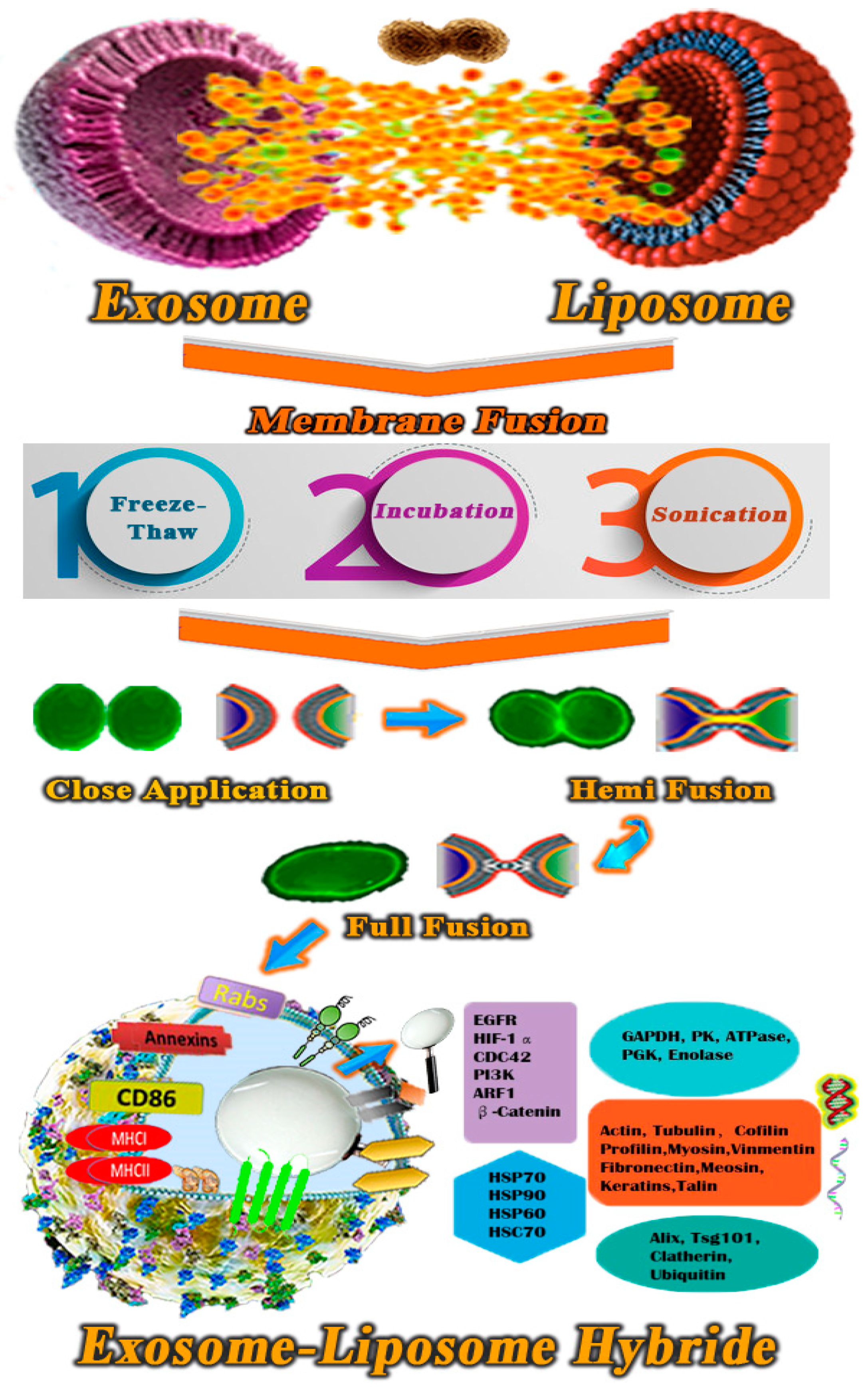 Polymers 13 02529 g006