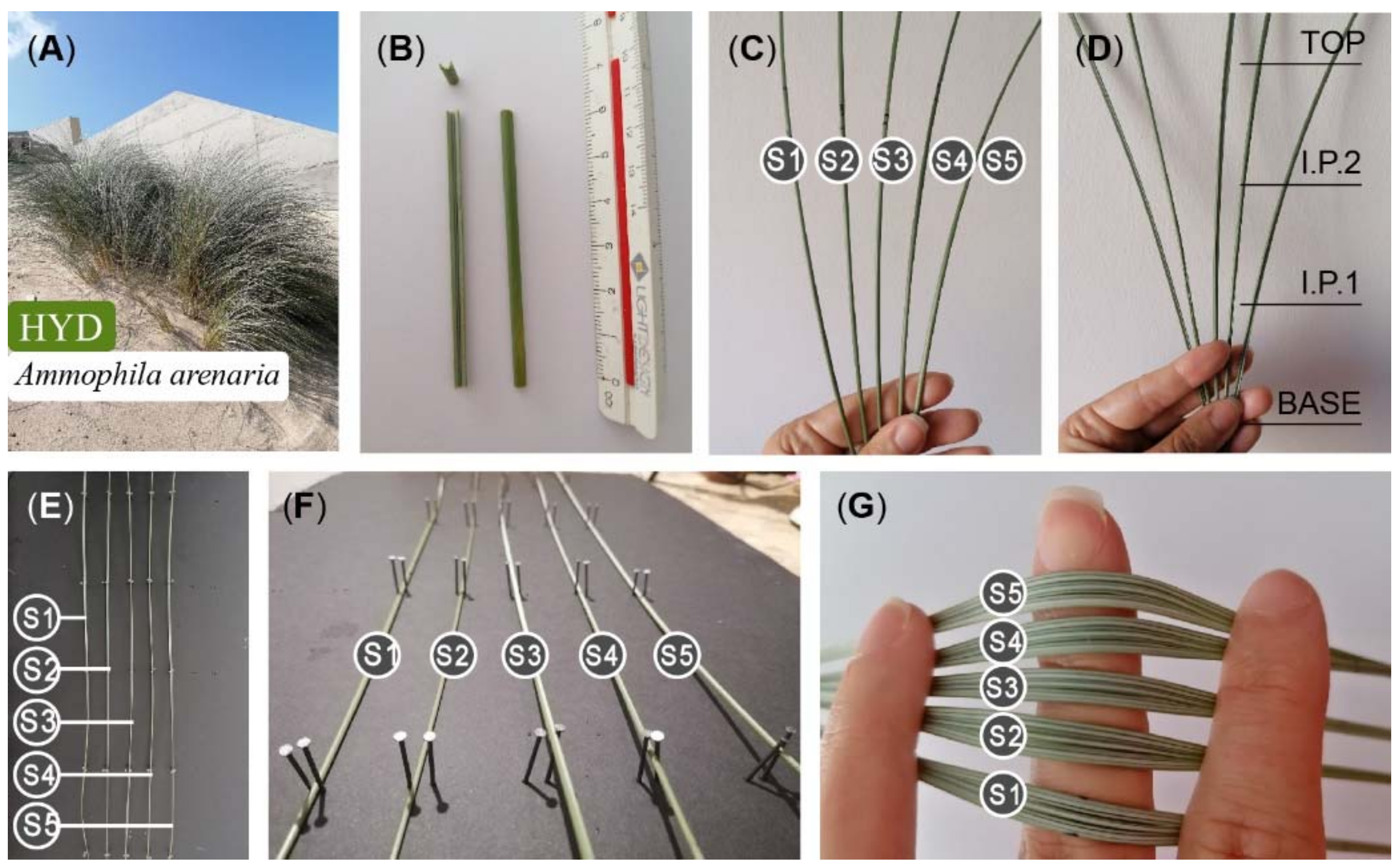 Polymers | Free Full-Text | The Adaptive Power of Ammophila arenaria:  Biomimetic Study, Systematic Observation, Parametric Design and  Experimental Tests with Bimetal