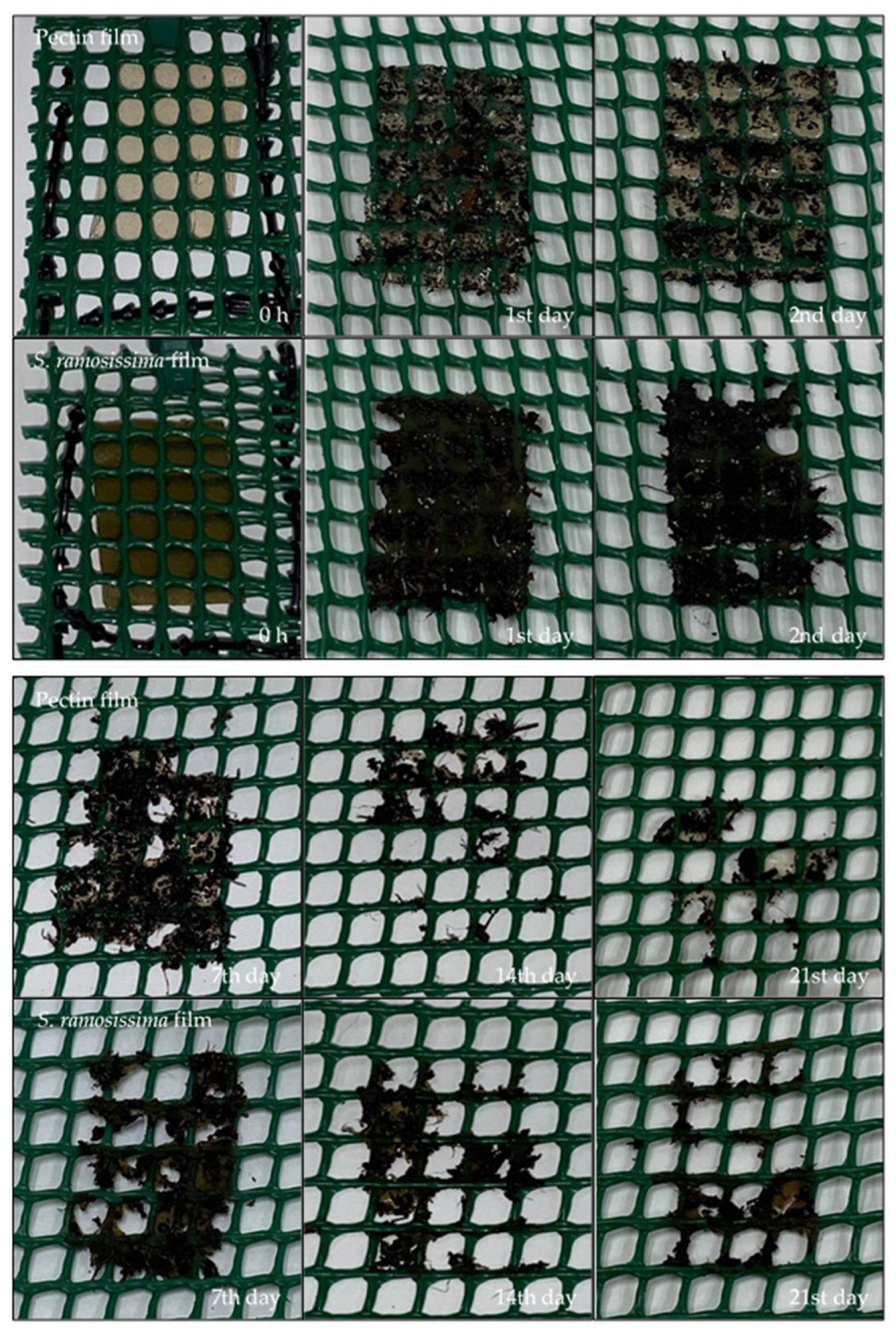 Polymers 13 02632 g005