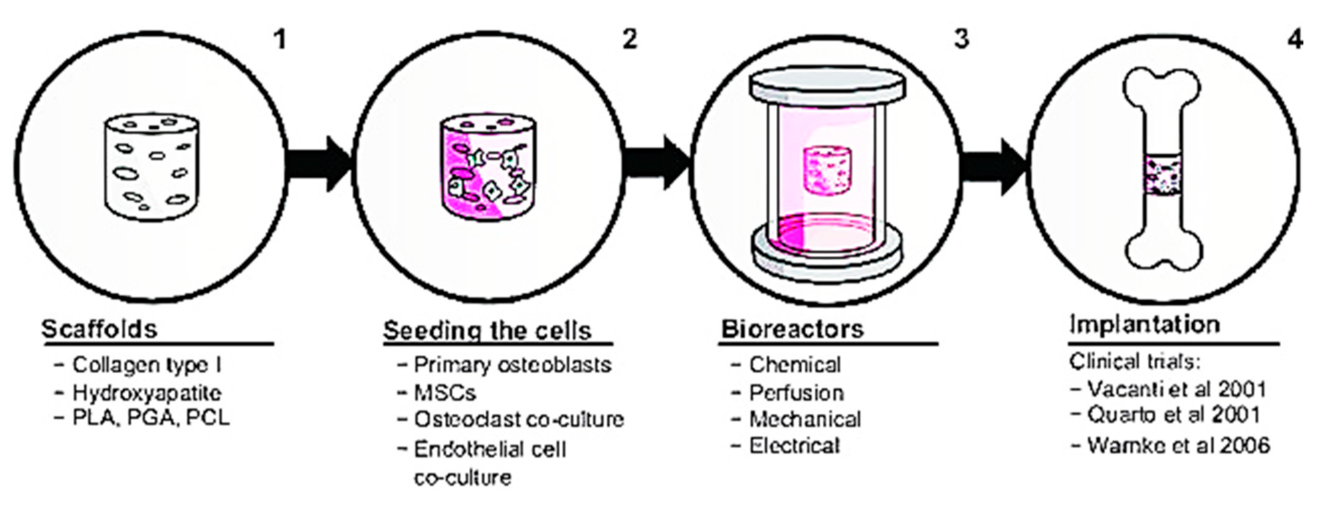 Tissue engineer. Скаффолд это в медицине. Тканевая инженерия. Скаффолды в тканевой инженерии. Scaffolds в медицине.