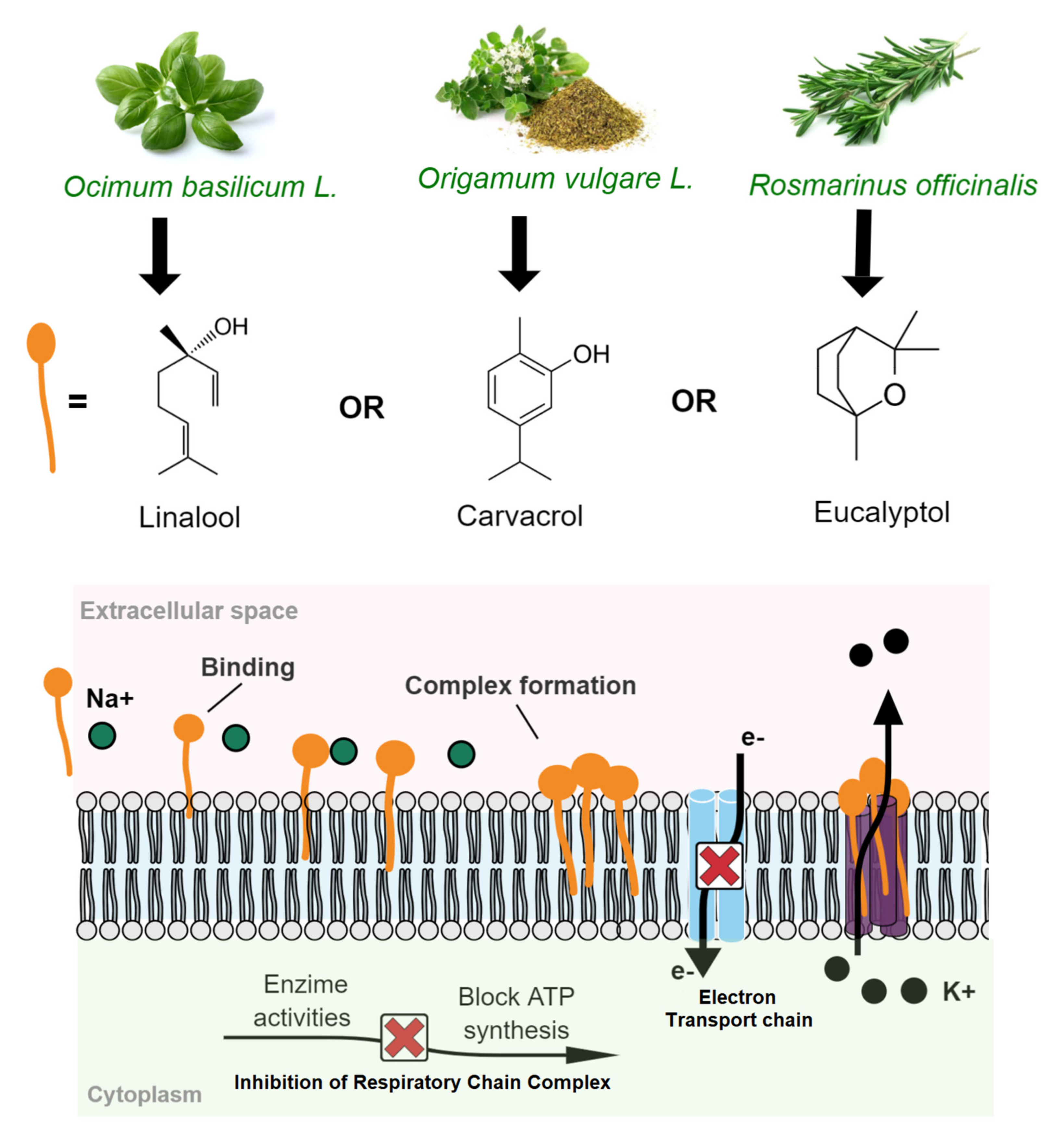 Polymers 13 02675 g003