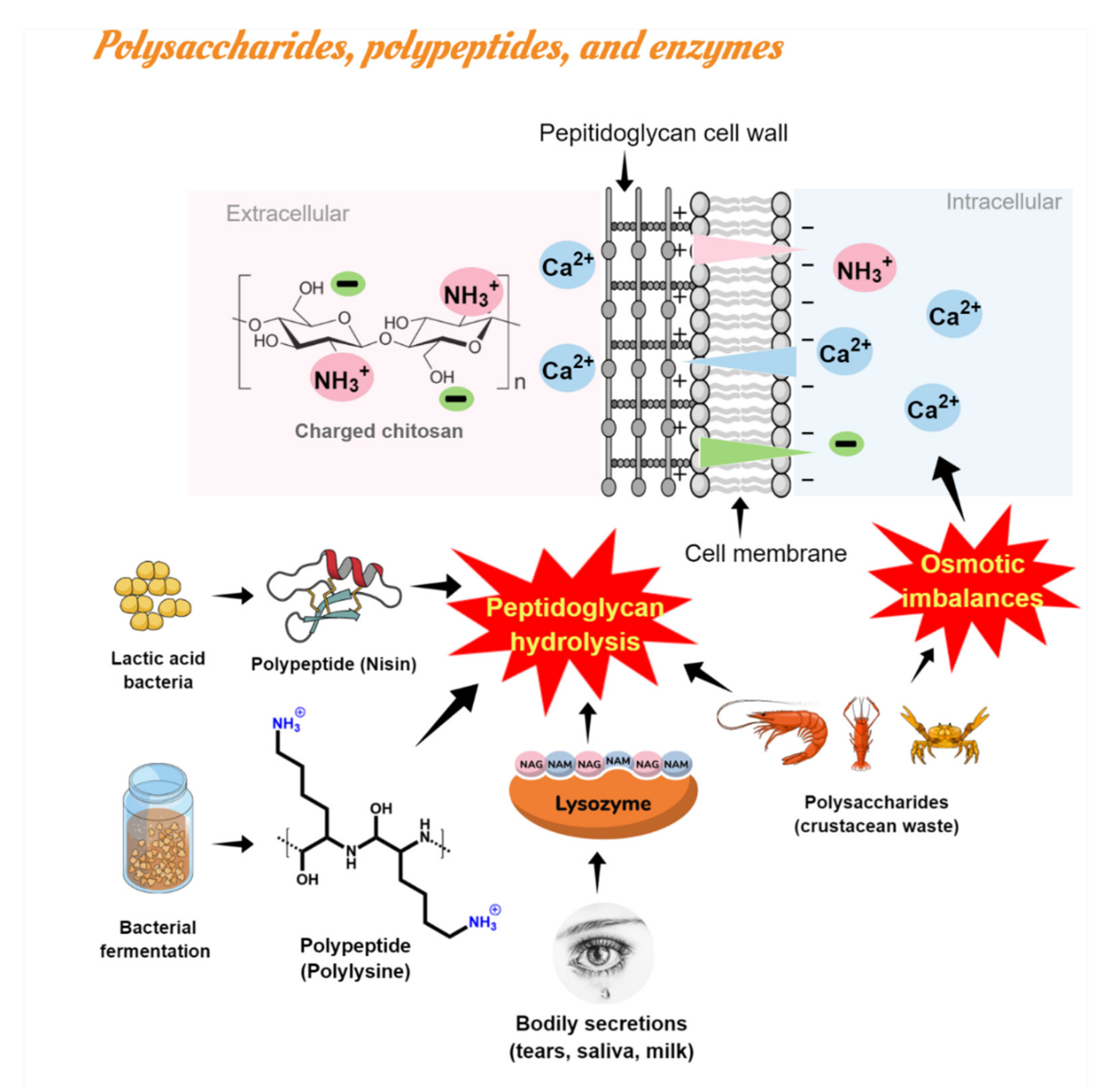 Polymers 13 02675 g004