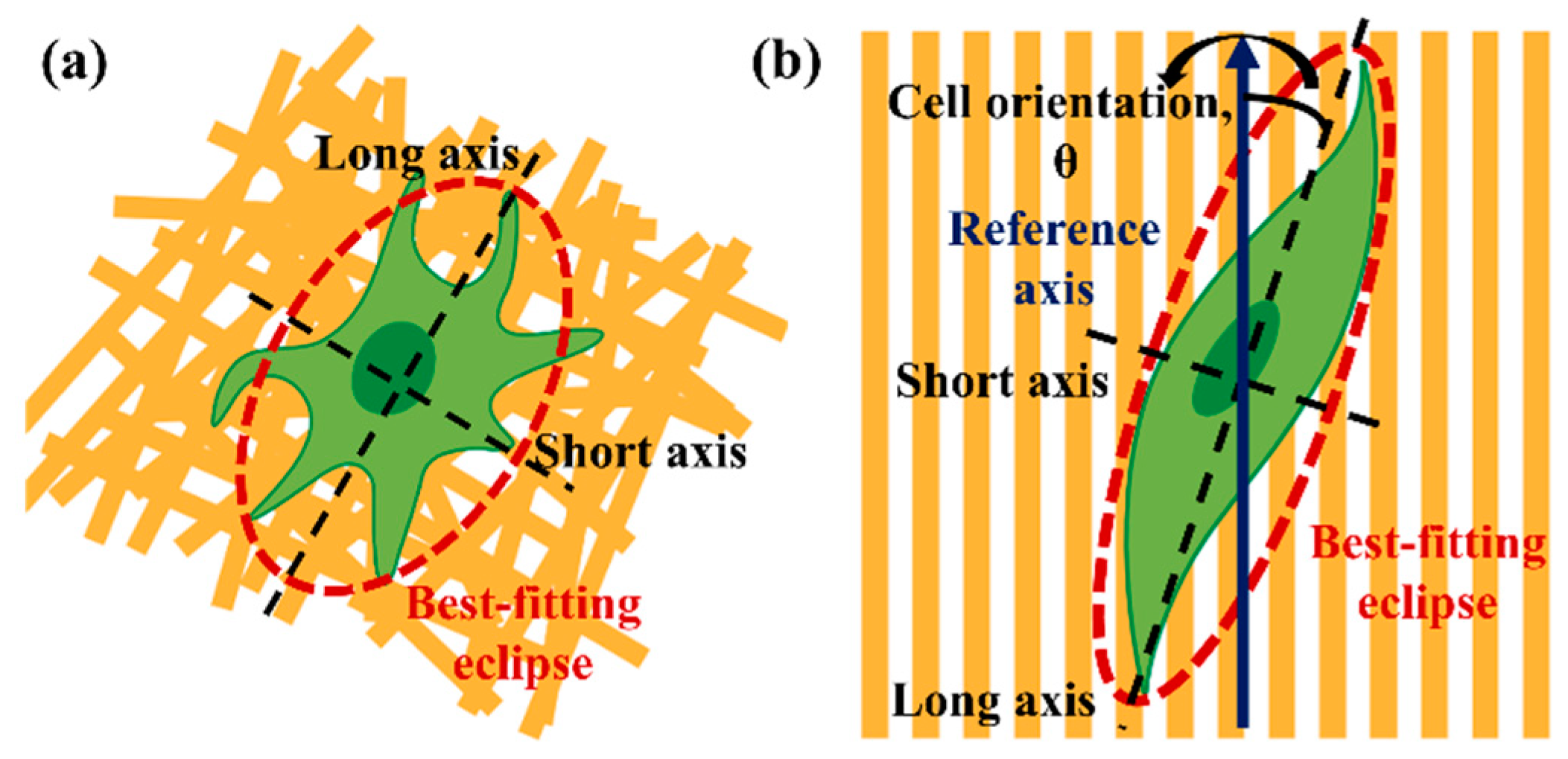 Polymers 13 02821 g002 Polymers 13 02821 g002