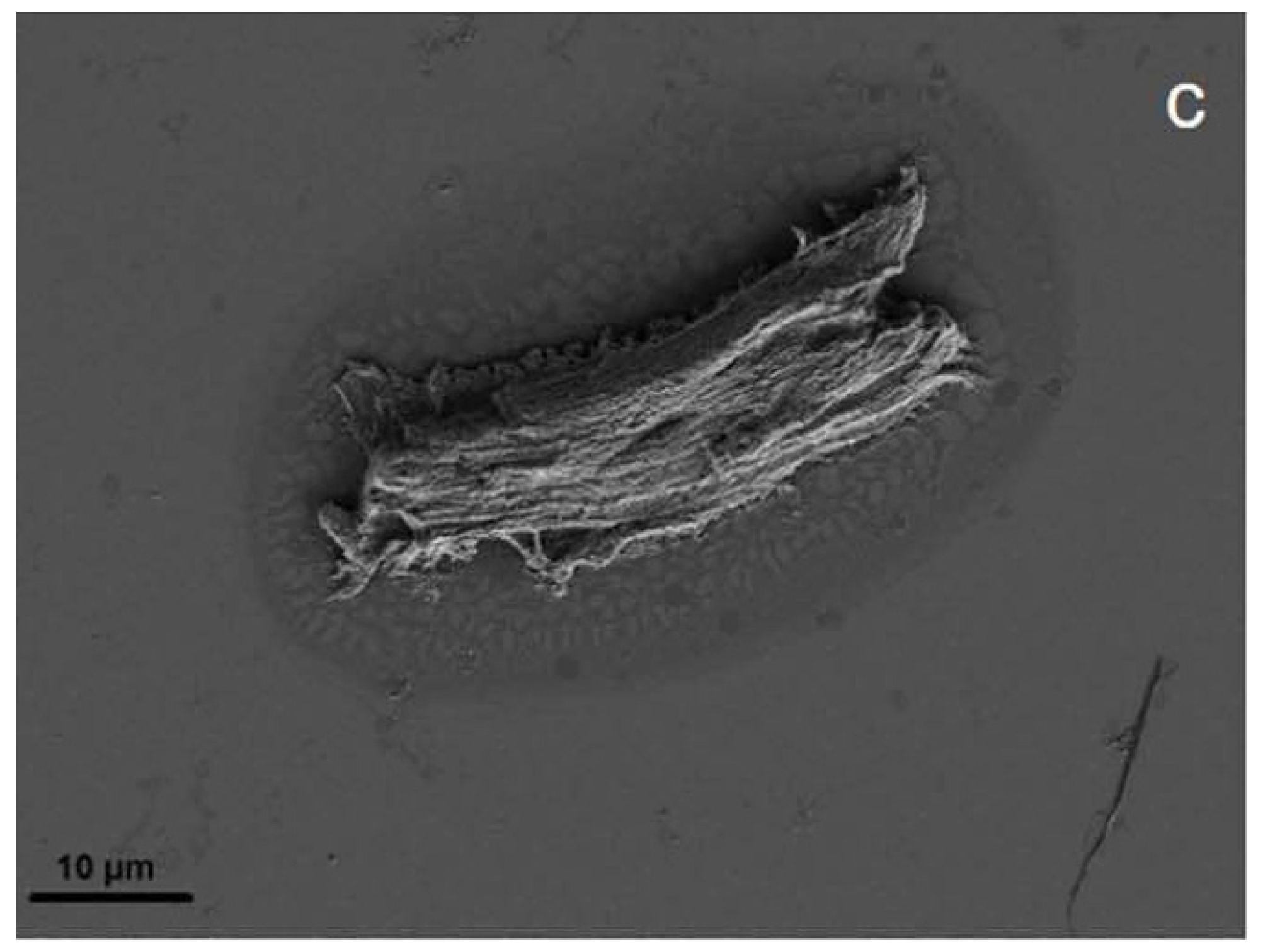 Polymers 13 02881 g006 Polymers 13 02881 g006