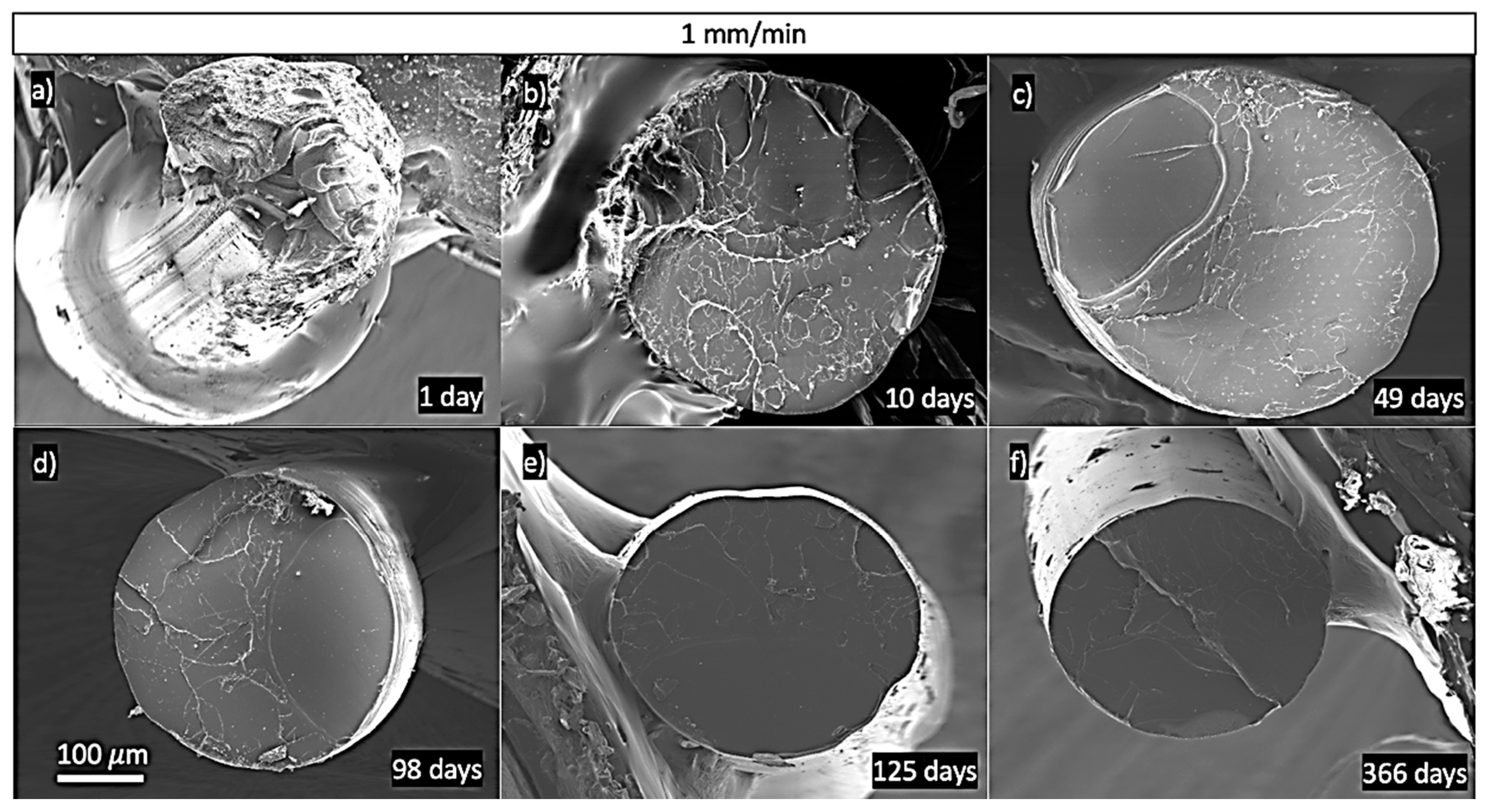 Polymers 13 02899 g012