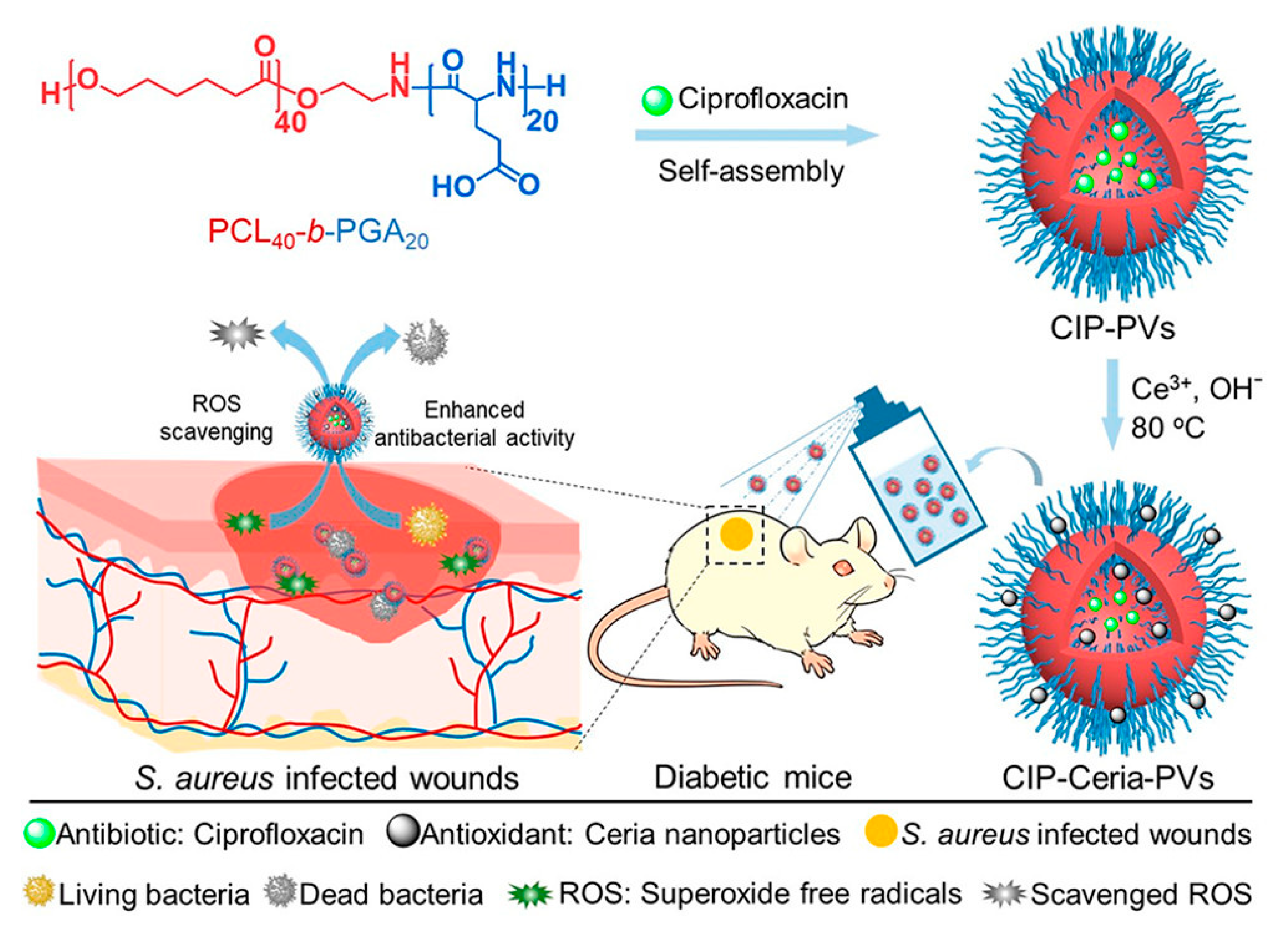 Polymers  Free Full-Text  Polymer Vesicles for Antimicrobial 