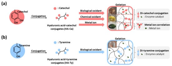 Polymers | Free Full-Text | Phenol–Hyaluronic Acid Conjugates