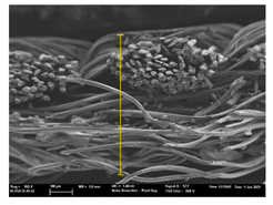 Polymers 13 03165 i043