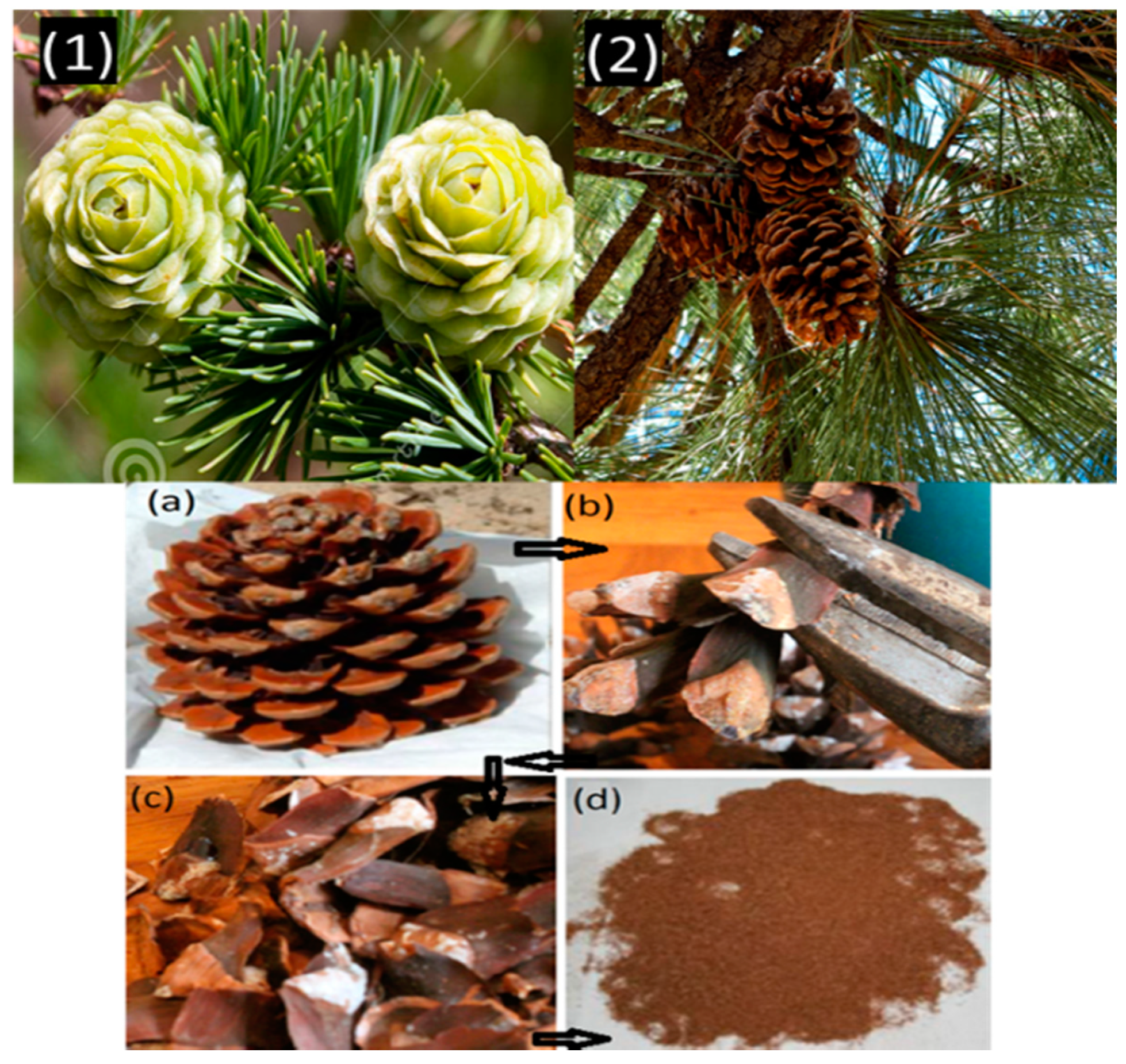 Polymers 13 03260 g001