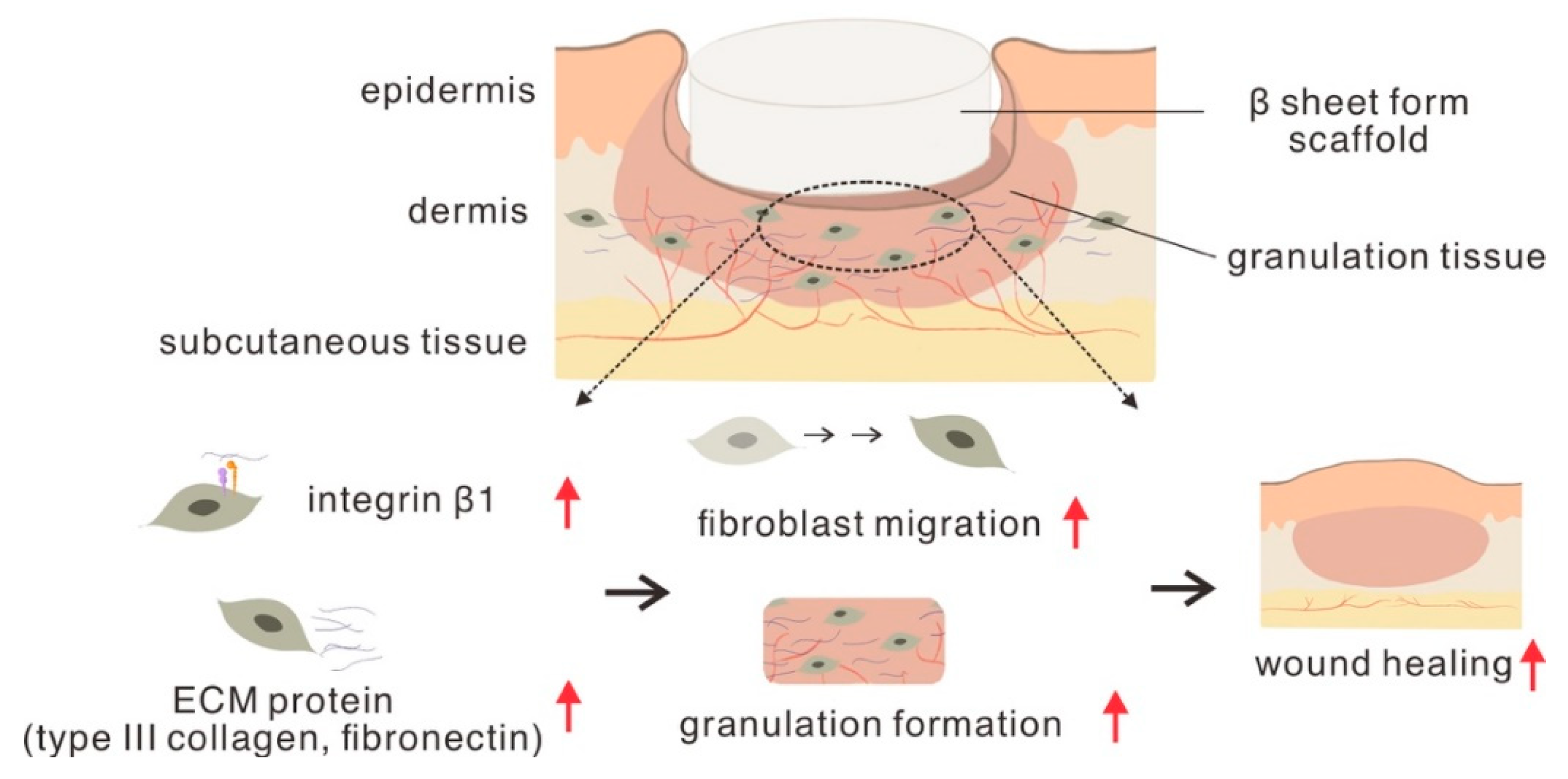 Polymers | Free Full-Text | Cutaneous Regeneration Mechanism of β-Sheet  Silk Fibroin in a Rat Burn Wound Healing Model | HTML