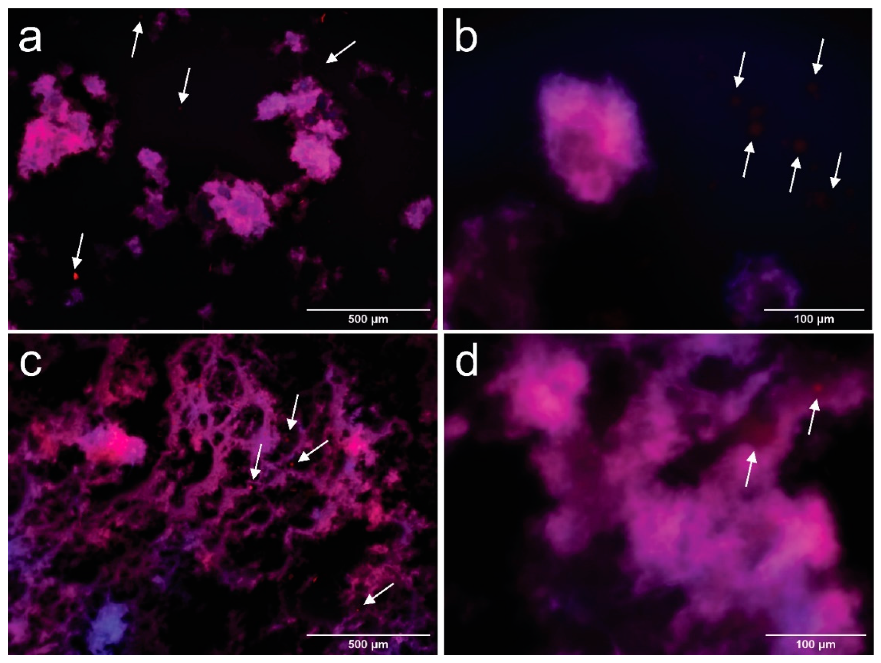 Polymers 13 03625 g005