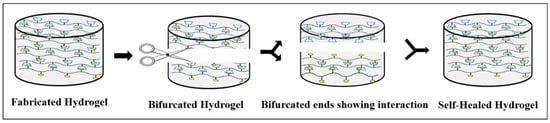 Polymers | Free Full-Text | Self-Healing Hydrogels: Preparation ...