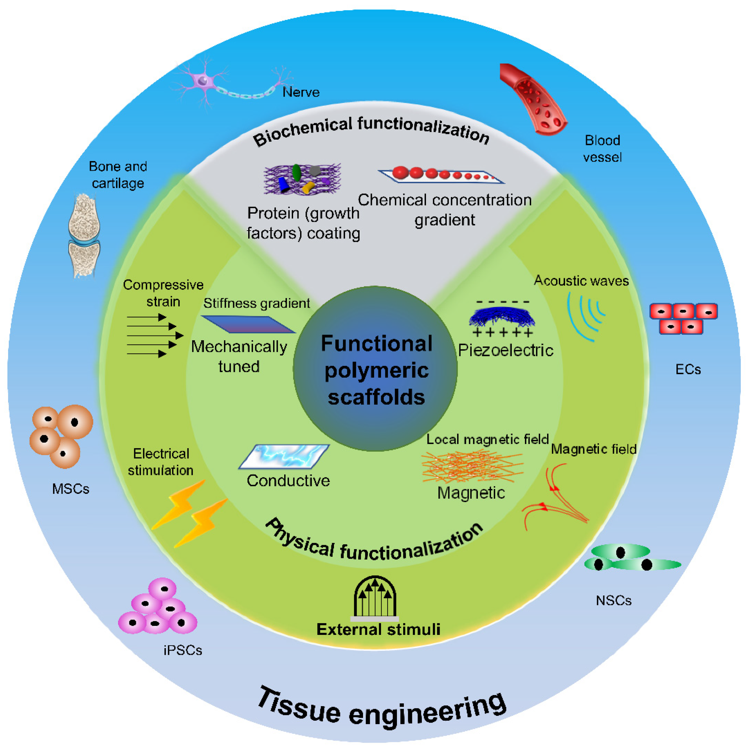 Polymers | Free Full-Text | Development and Utilization of Multifunctional  Polymeric Scaffolds for the Regulation of Physical Cellular  Microenvironments