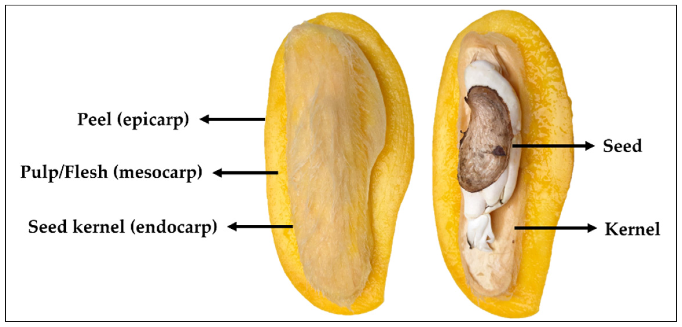 Polymers | Free Full-Text | Mango Peel Pectin: Recovery, Functionality and  Sustainable Uses