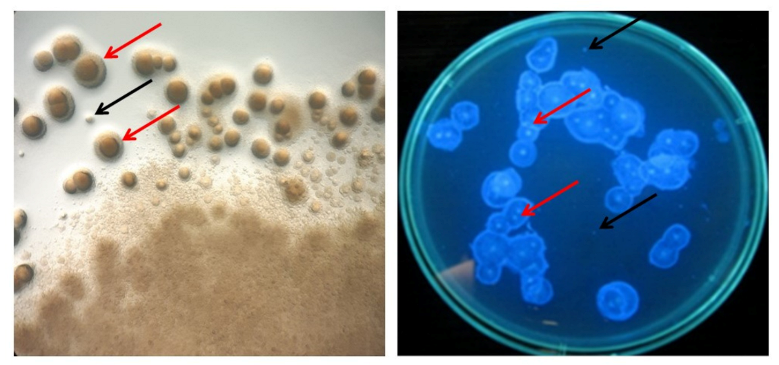 Polymers 13 03950 g005