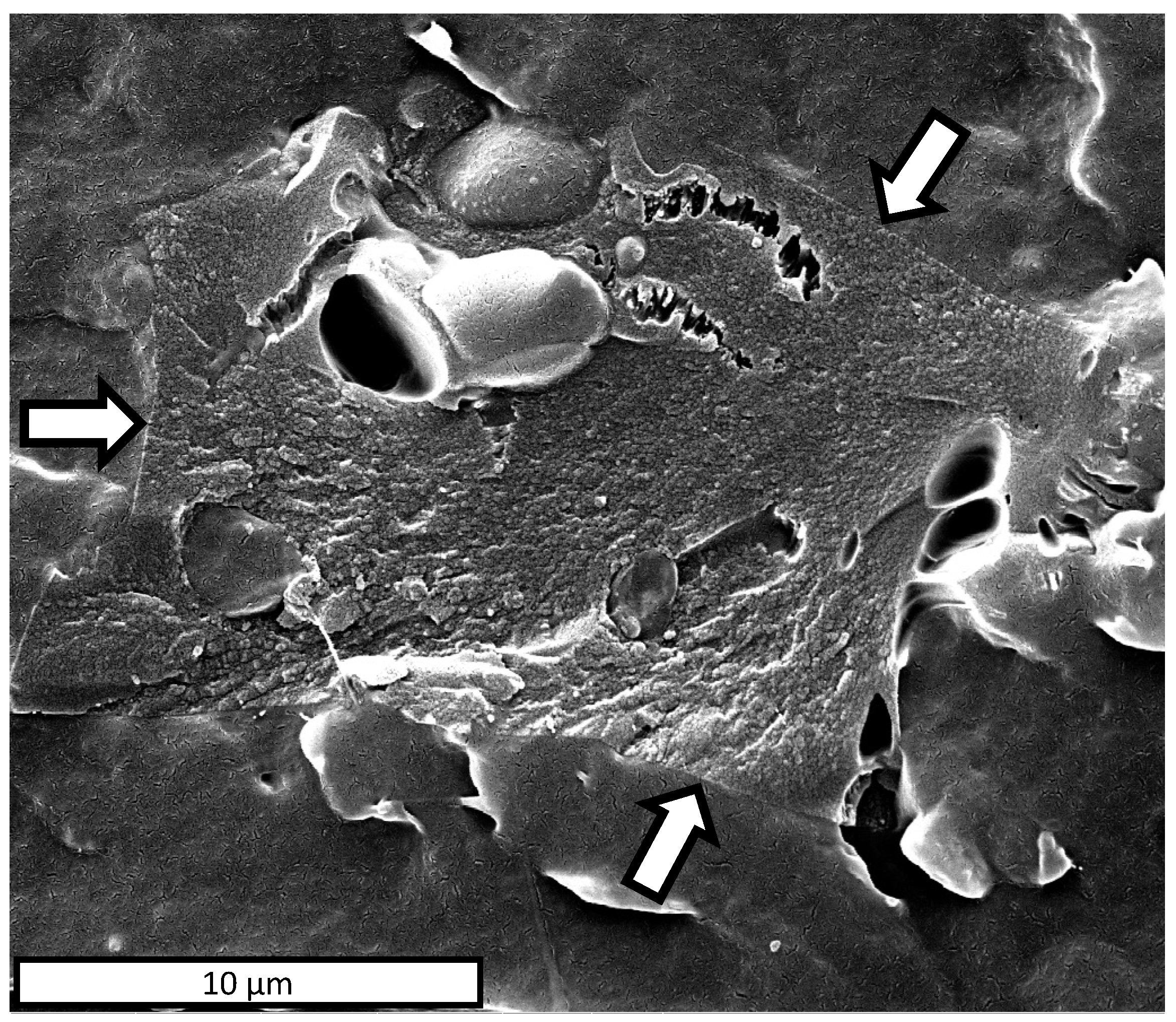 Polymers 13 03953 g005