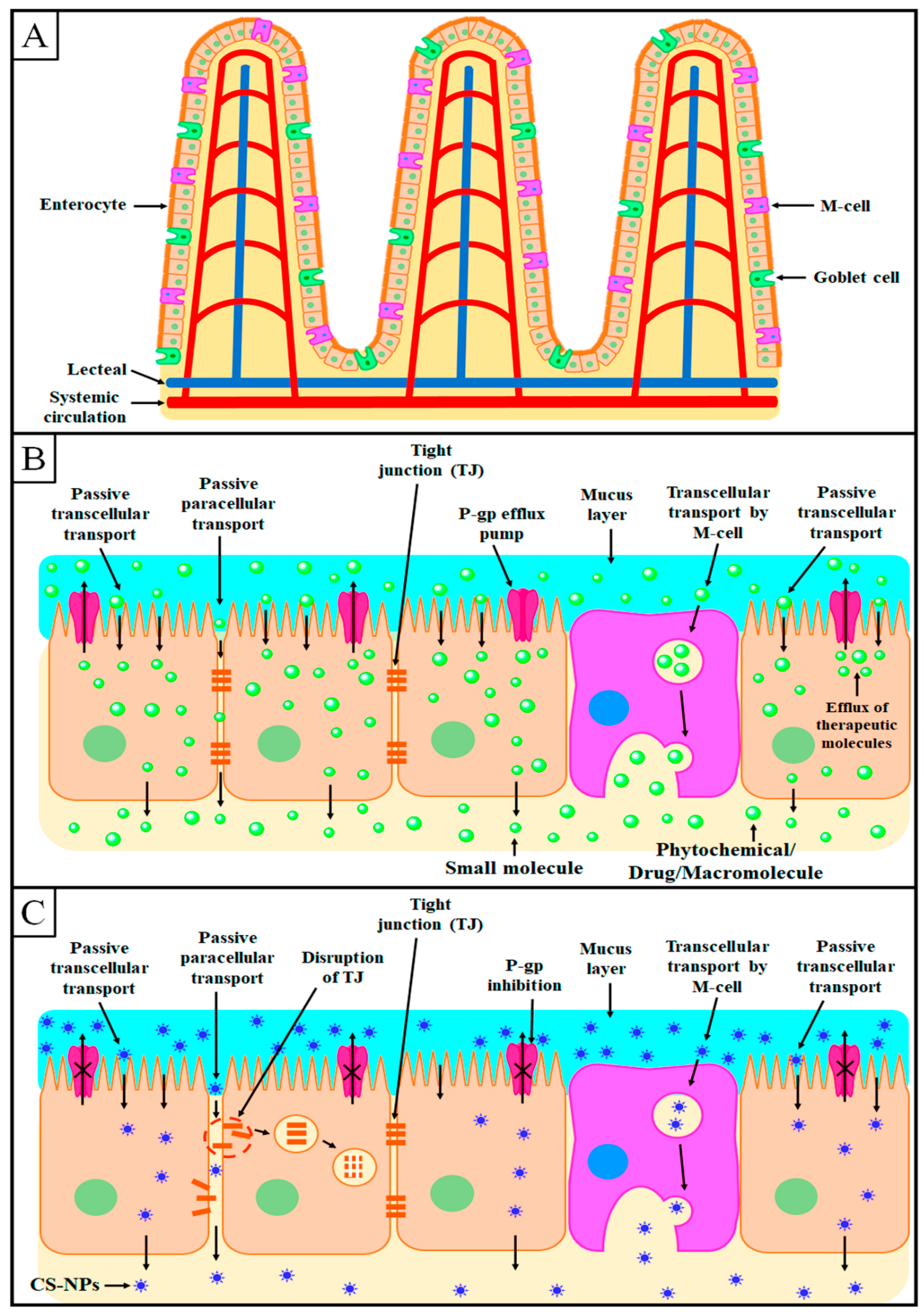 Polymers | Free Full-Text | Recent Advancement in Chitosan-Based