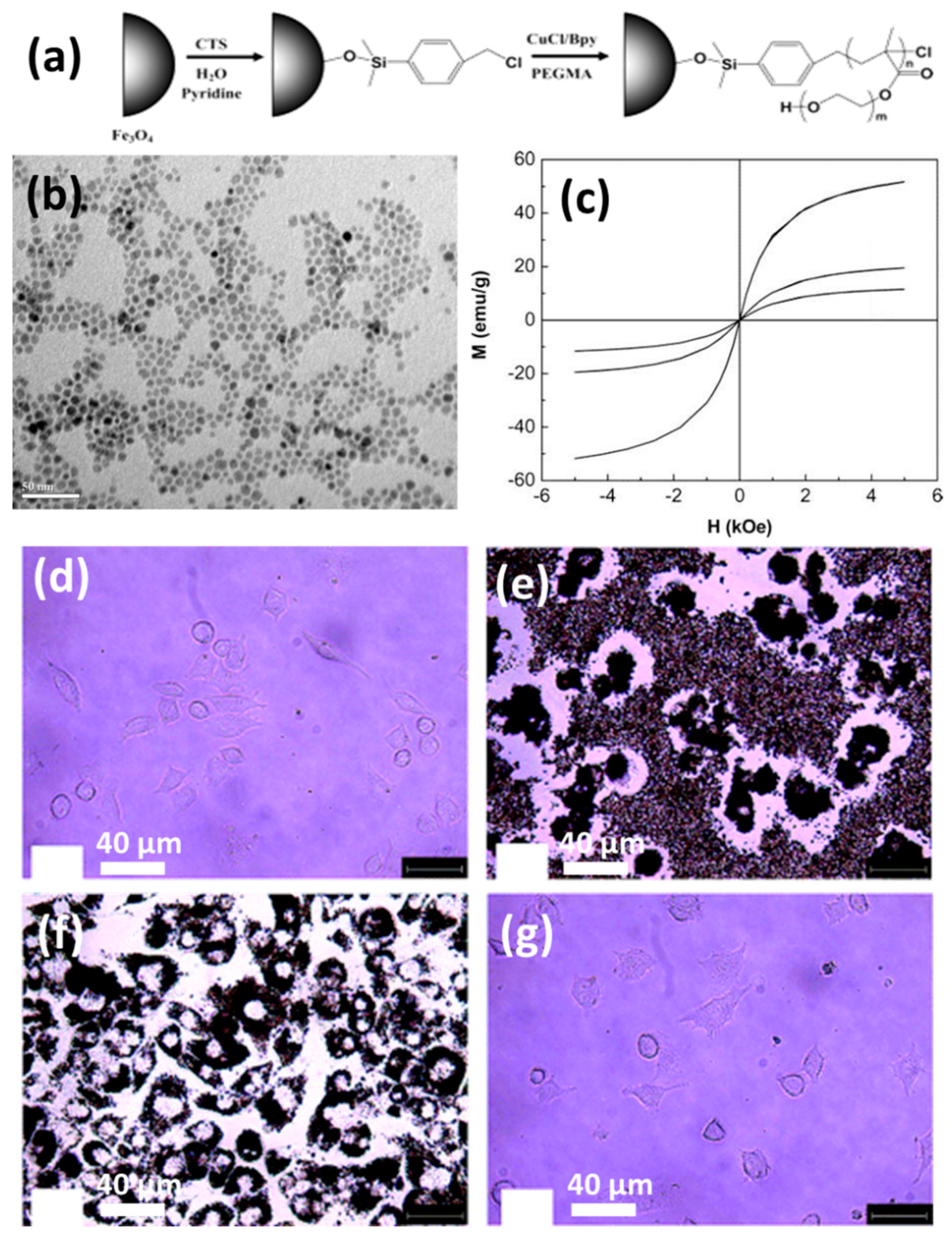 Polymers 13 04259 g006