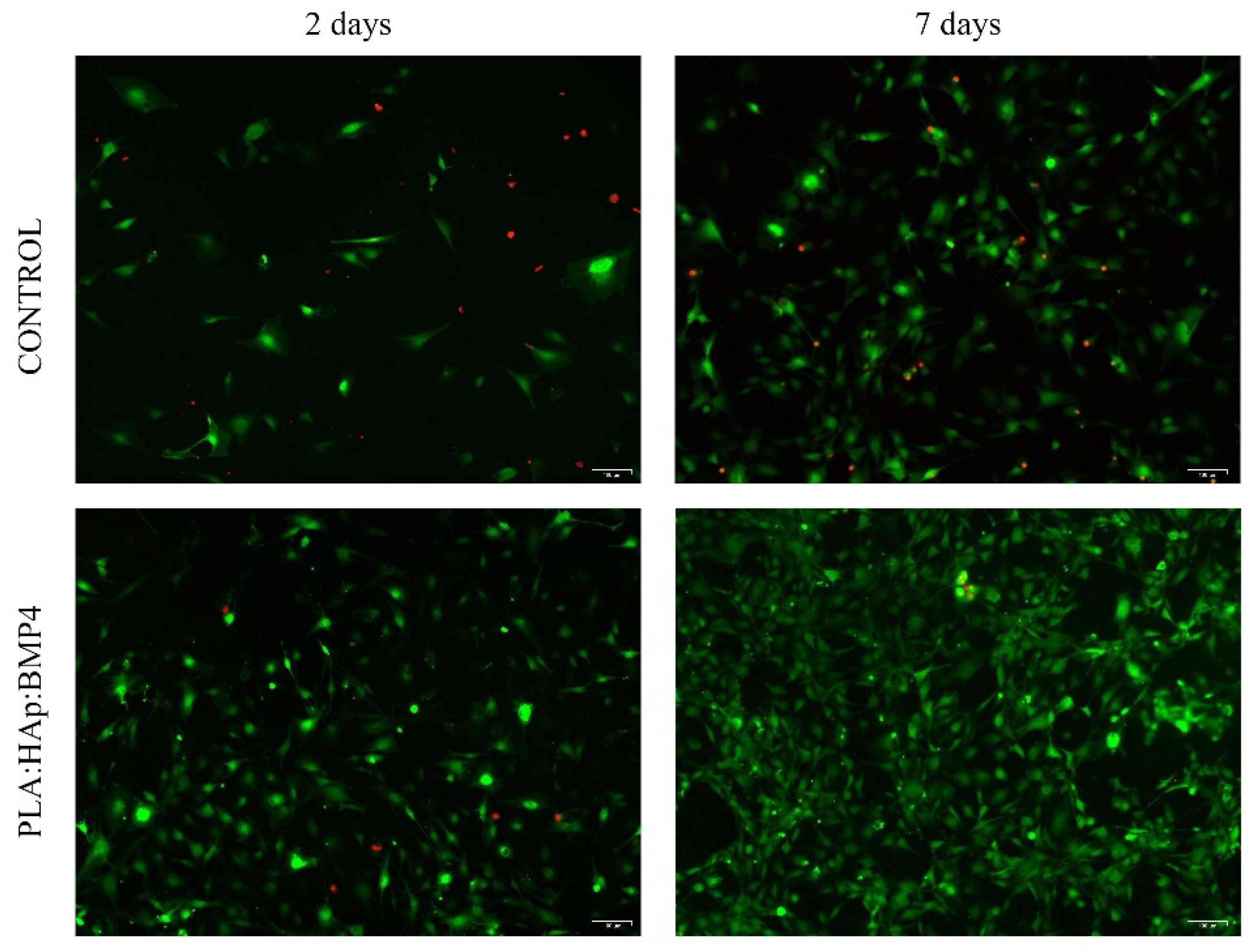 Polymers 13 04303 g006