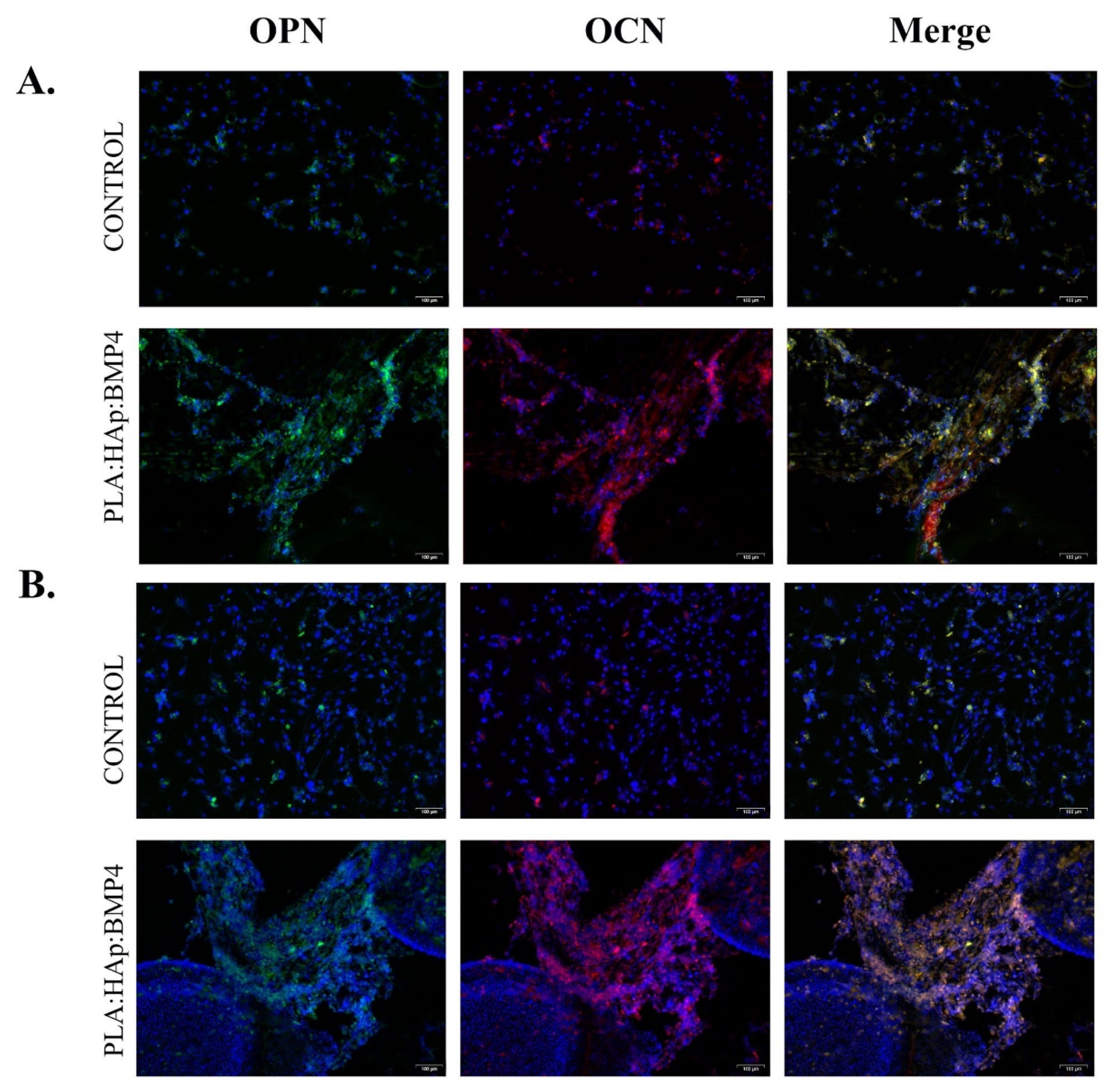 Polymers 13 04303 g011