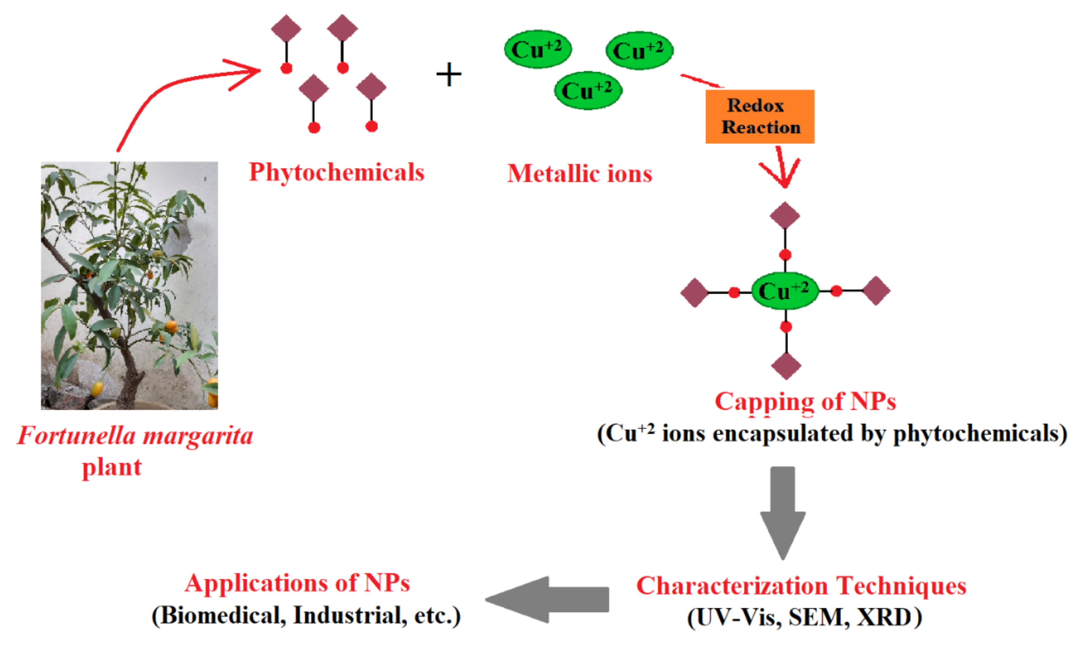 Polymers 13 04364 g002