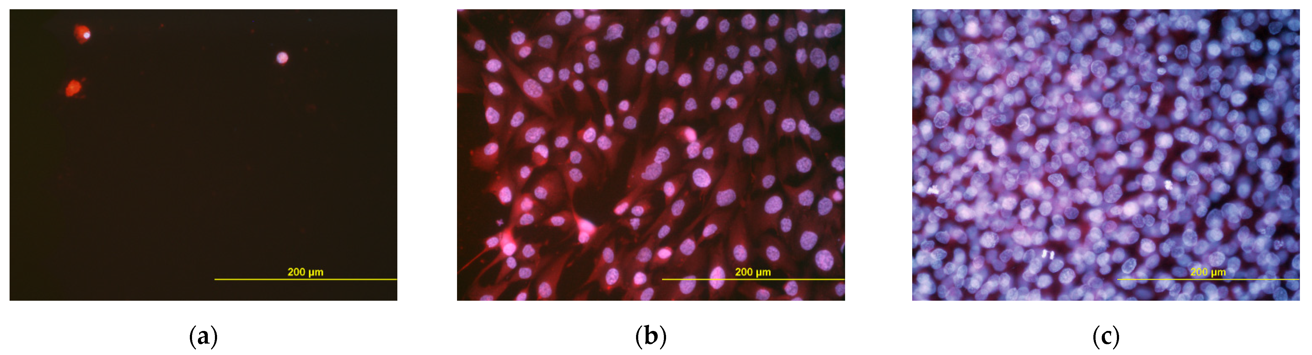 Polymers 14 00602 g013