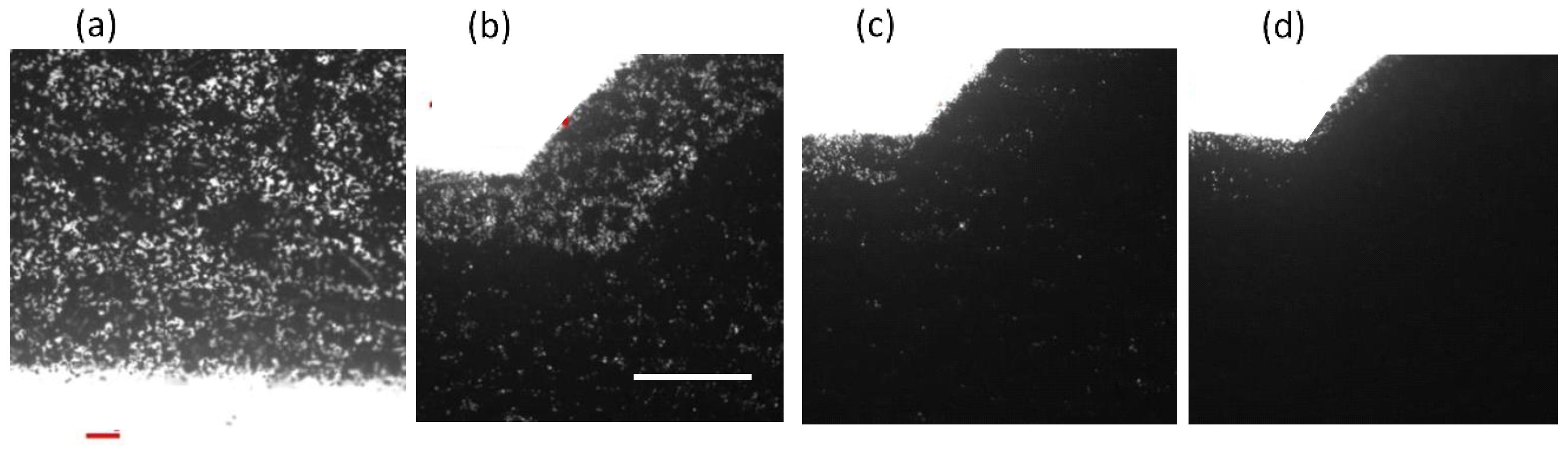 Polymers 14 00639 g002