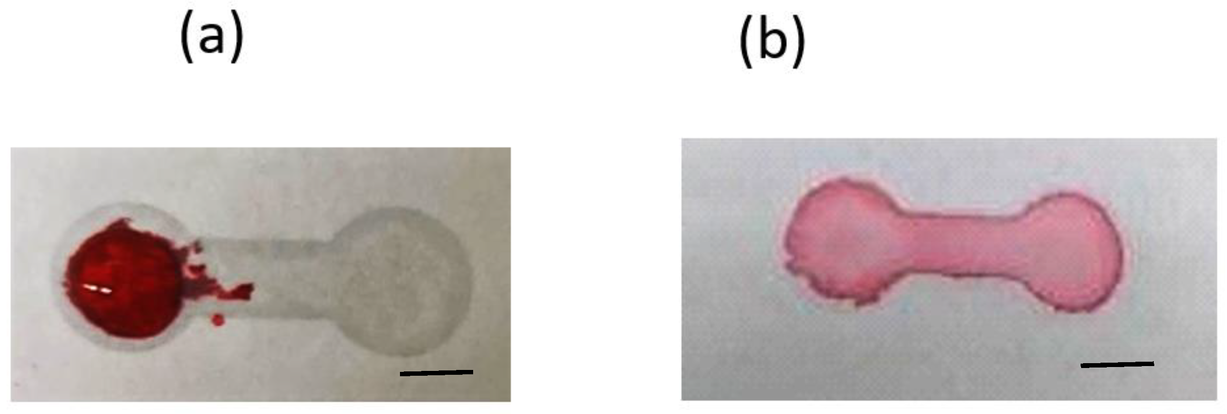 Polymers 14 00639 g004