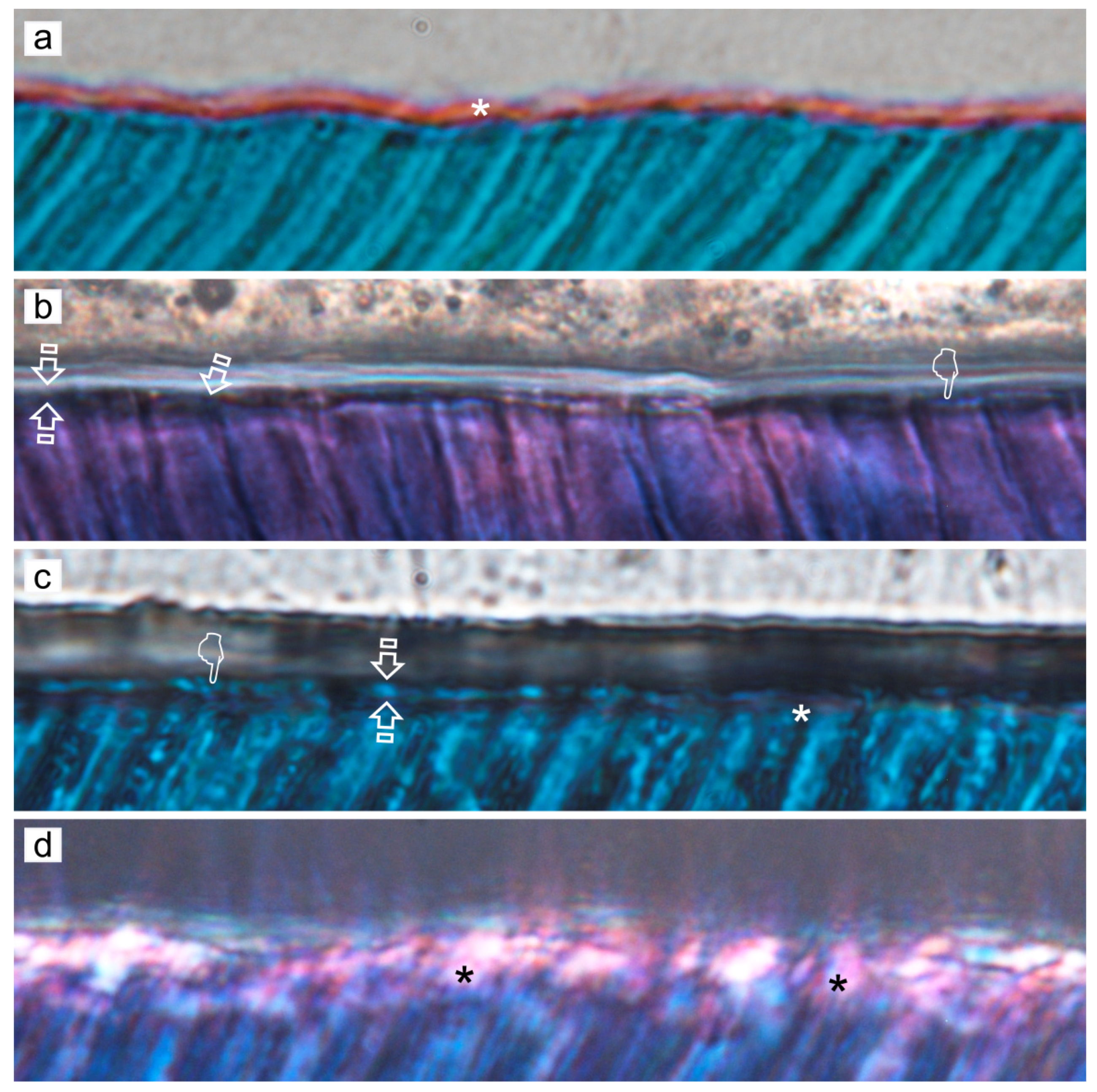 Polymers 14 00642 g005