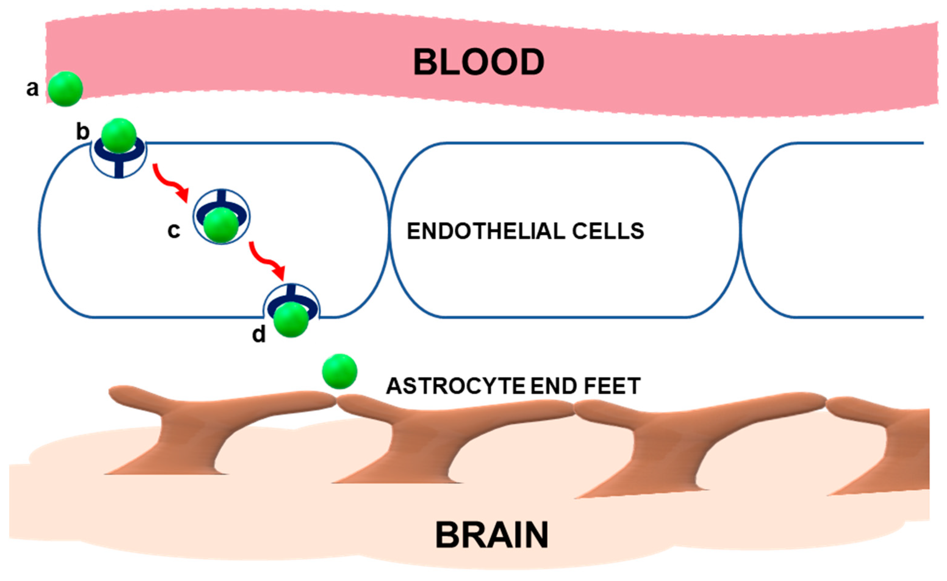 Polymers | Free Full-Text | Angiopep-2-Modified Nanoparticles for  Brain-Directed Delivery of Therapeutics: A Review | HTML