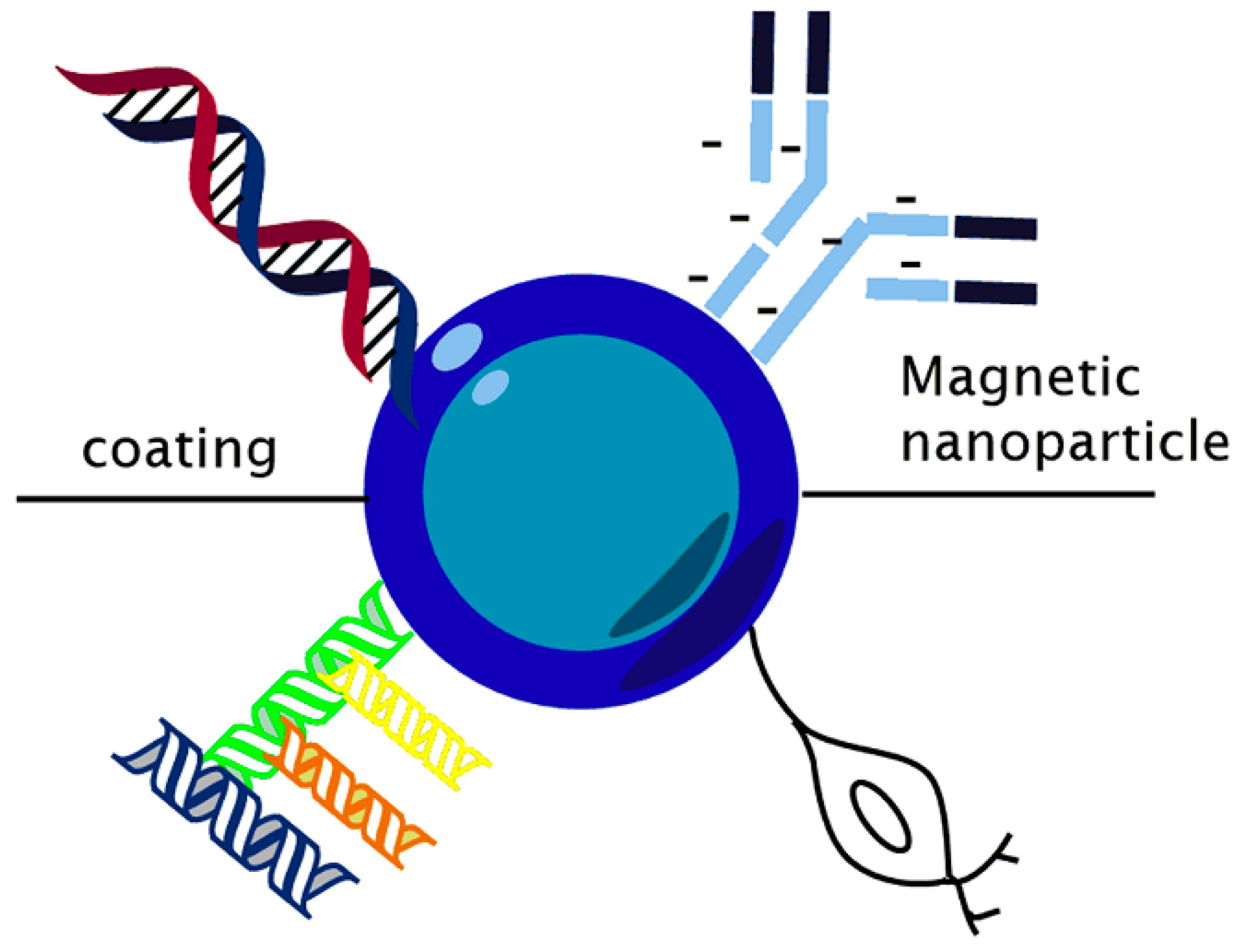 Polymers | Free Full-Text | Polymeric Composite of Magnetite Iron Oxide  Nanoparticles and Their Application in Biomedicine: A Review