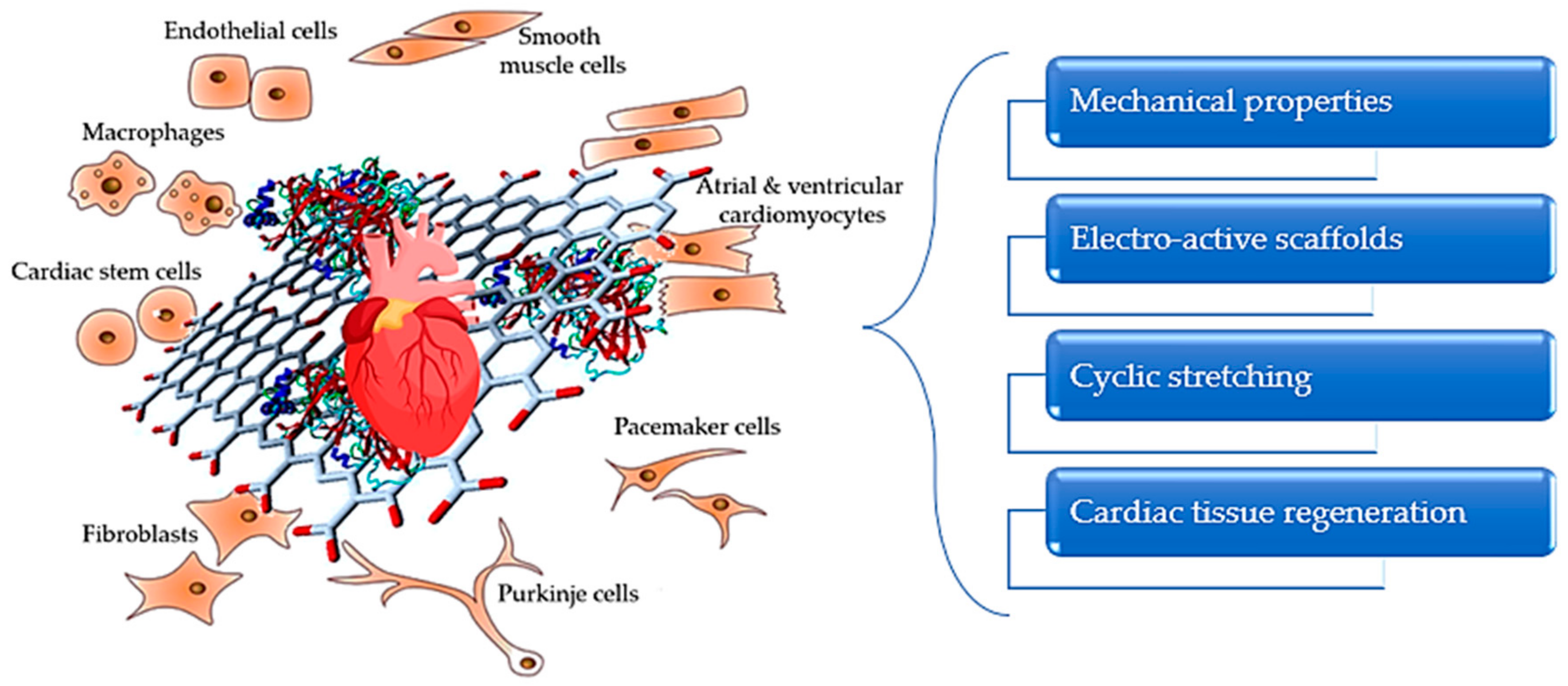 Graphene-Based Material-Mediated Immunomodulation in Tissue Engineering and  Regeneration: Mechanism and Significance