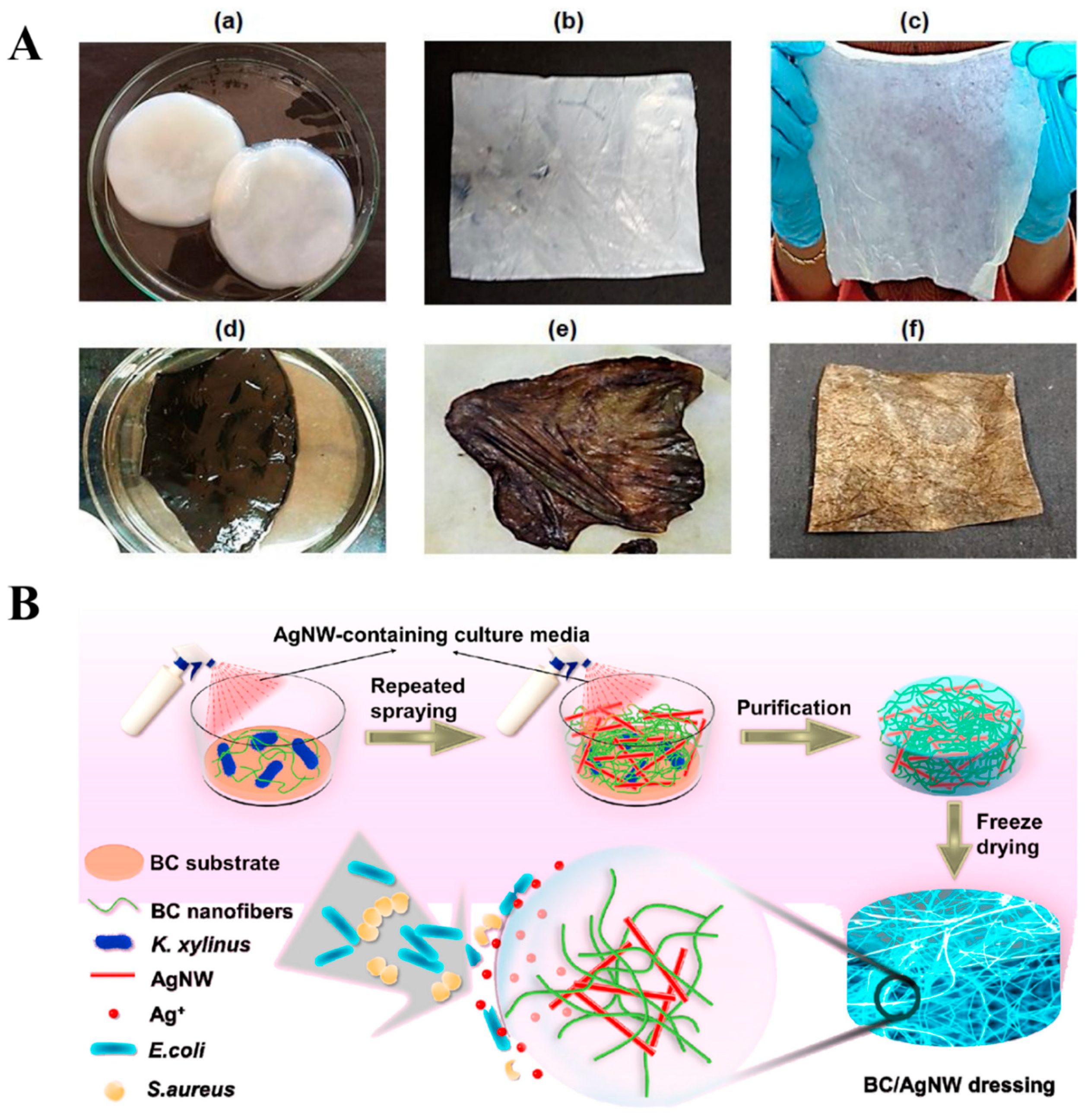 Polymers | Free Full-Text | Bacterial Cellulose and Its Applications