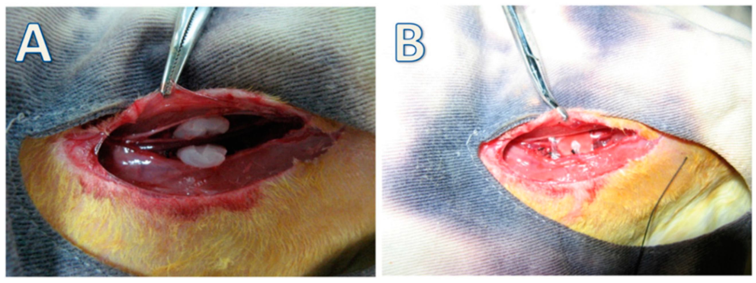 Polymers 14 01080 g006
