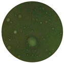 Polymers 14 01122 i009