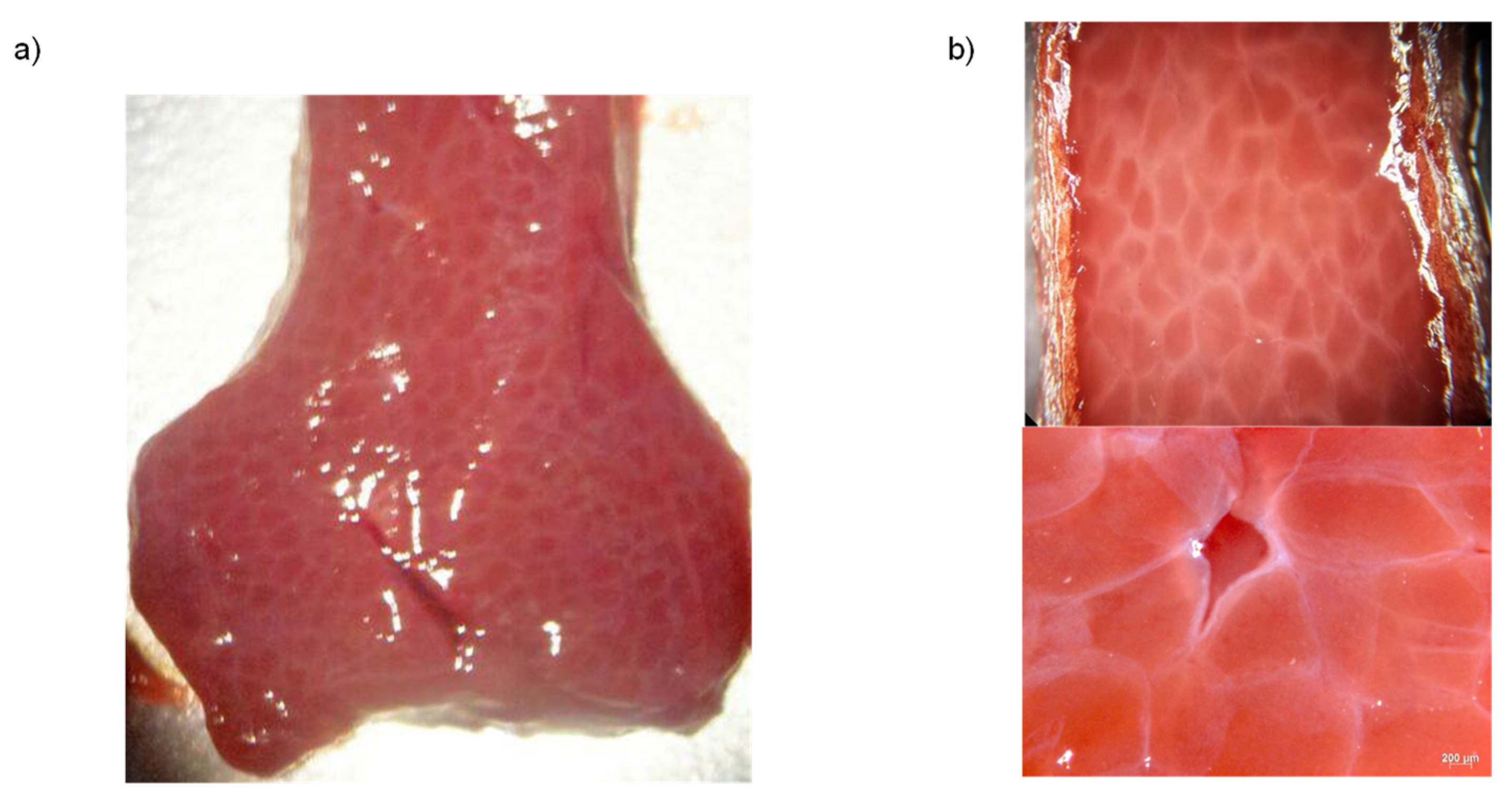 Polymers 14 01407 g002